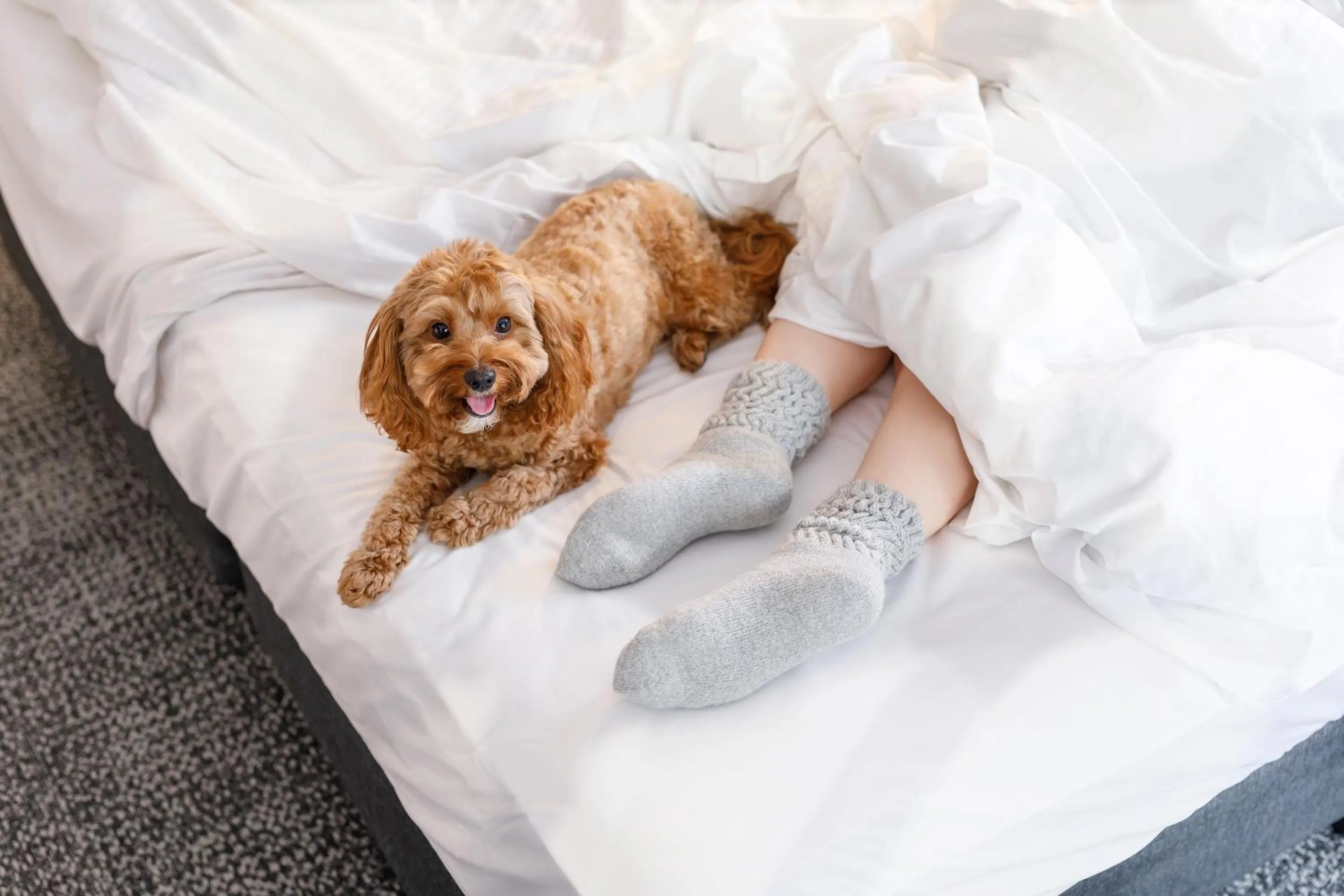 Pets, Bed in Quest Robina