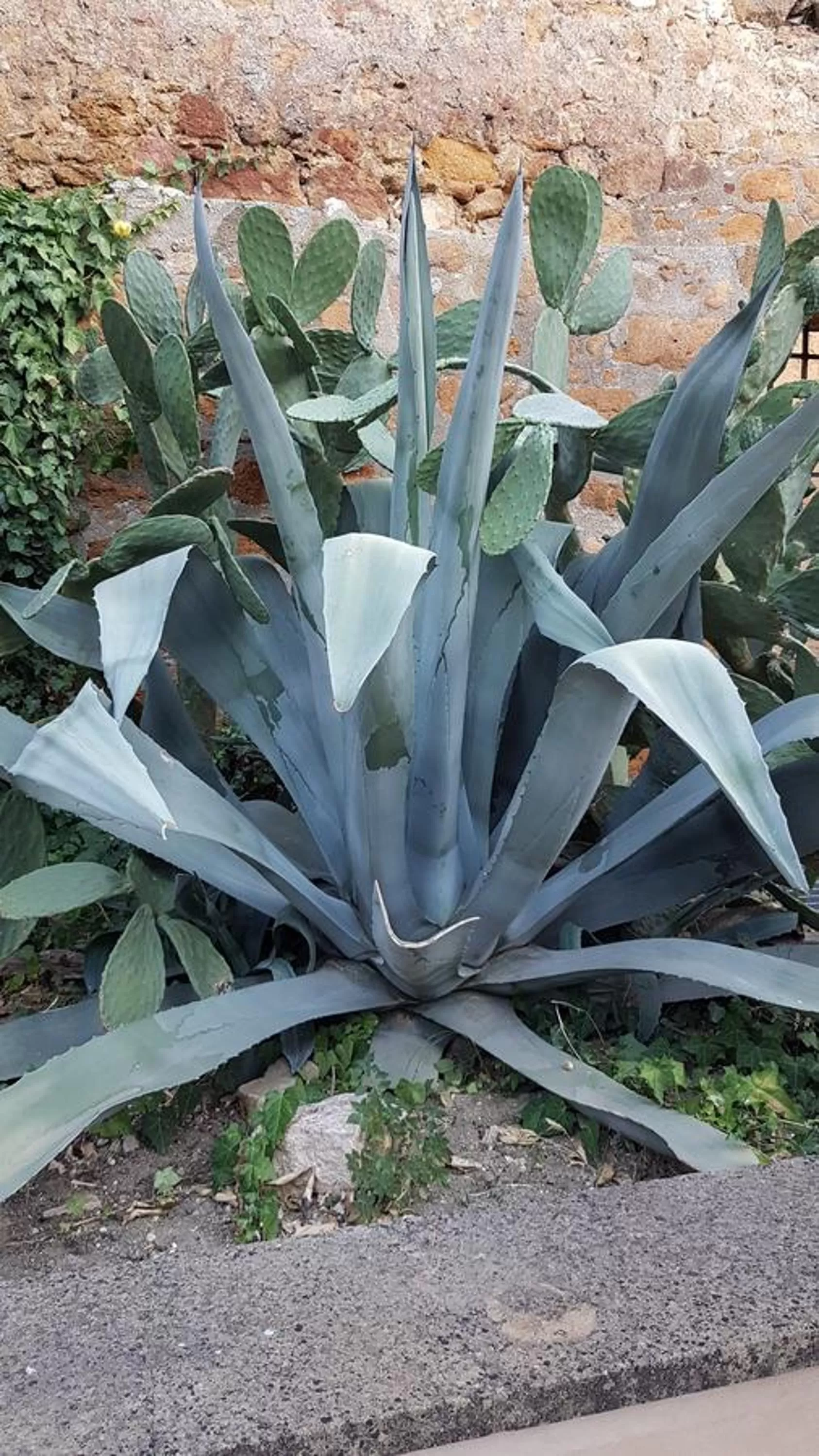 Property building, Garden in Il Cortile del Marchese Beccadelli