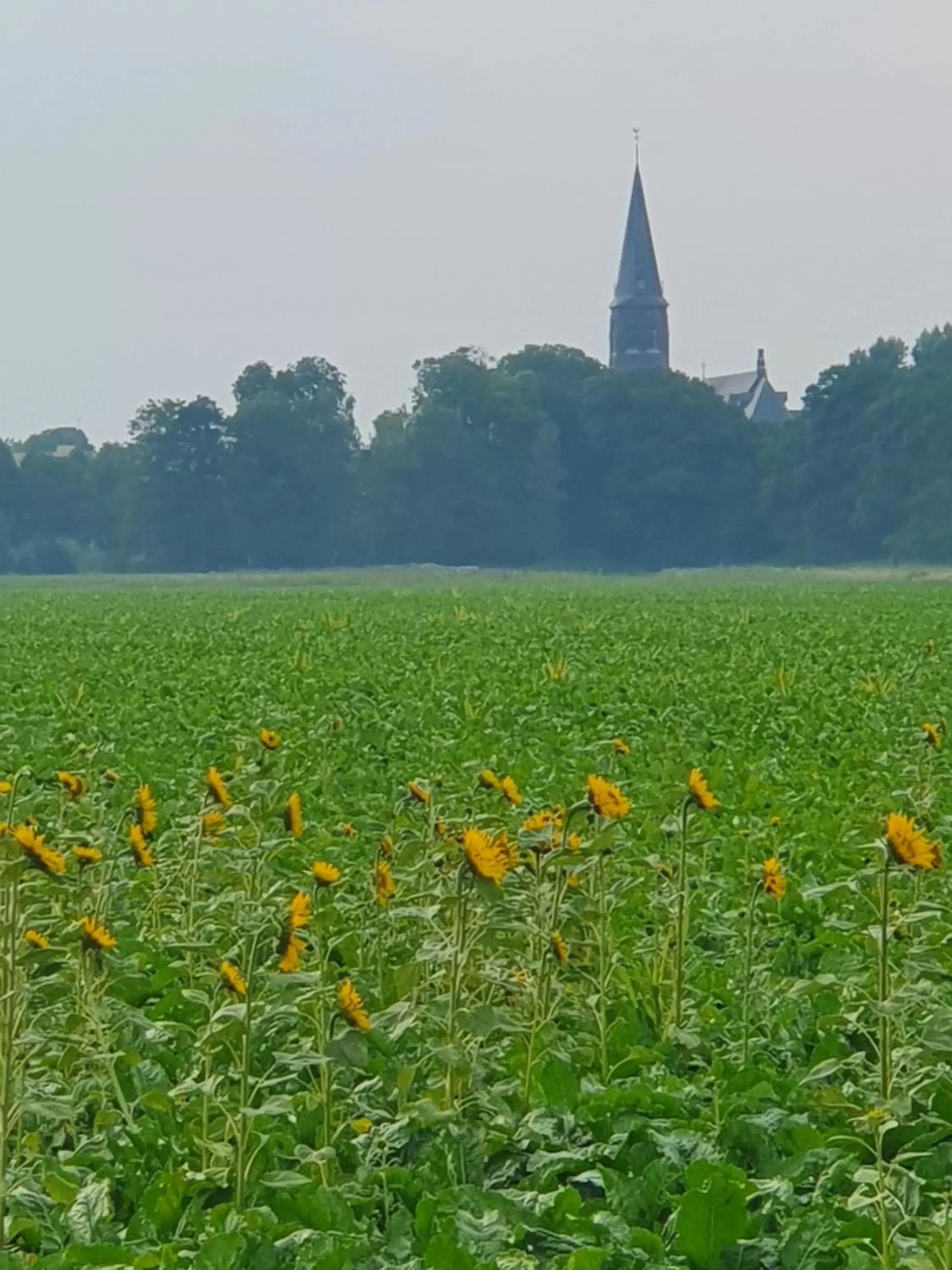 Natural landscape in Bed and Breakfast en Studio Het Atelier