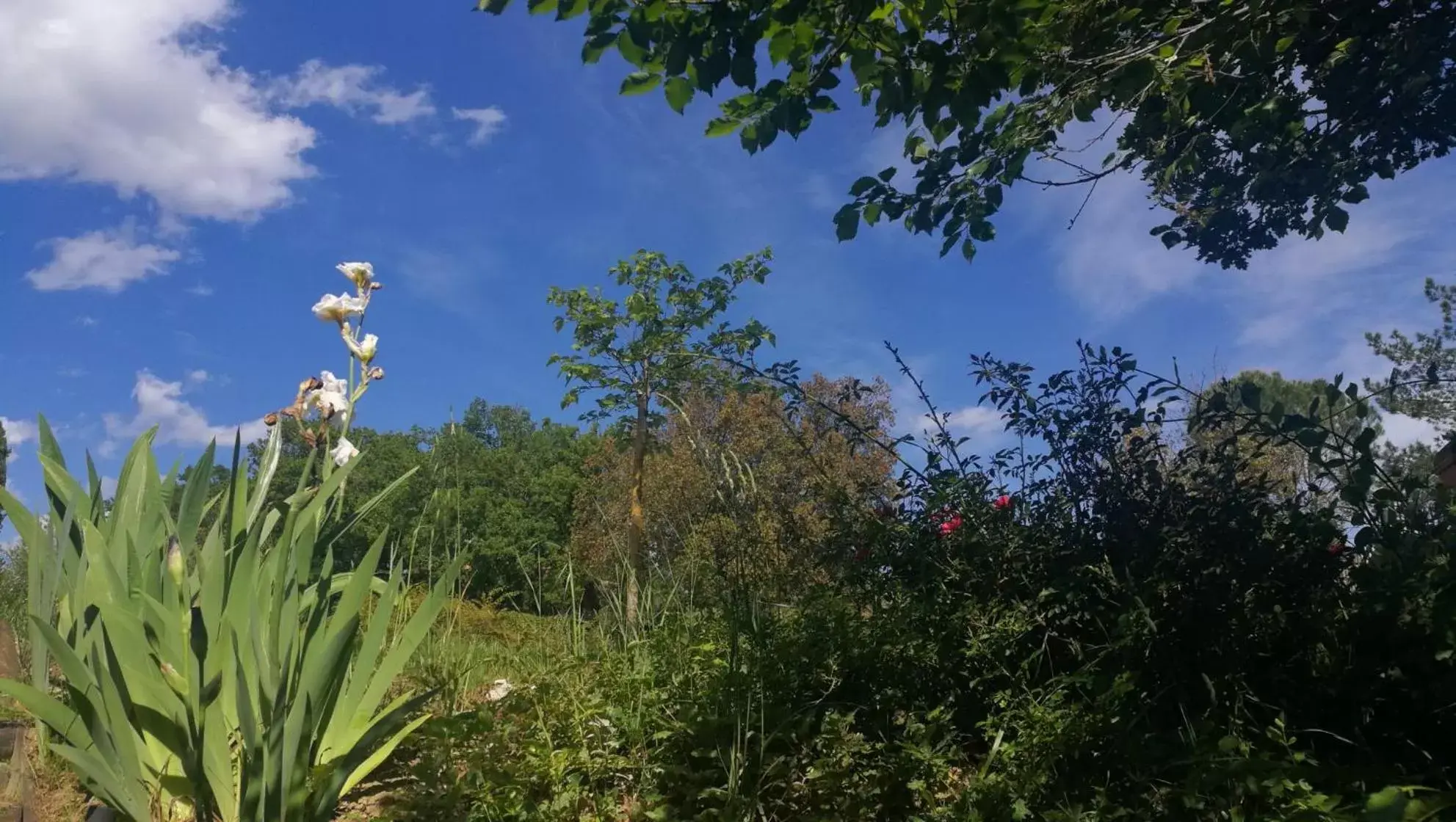 Garden in La Merla