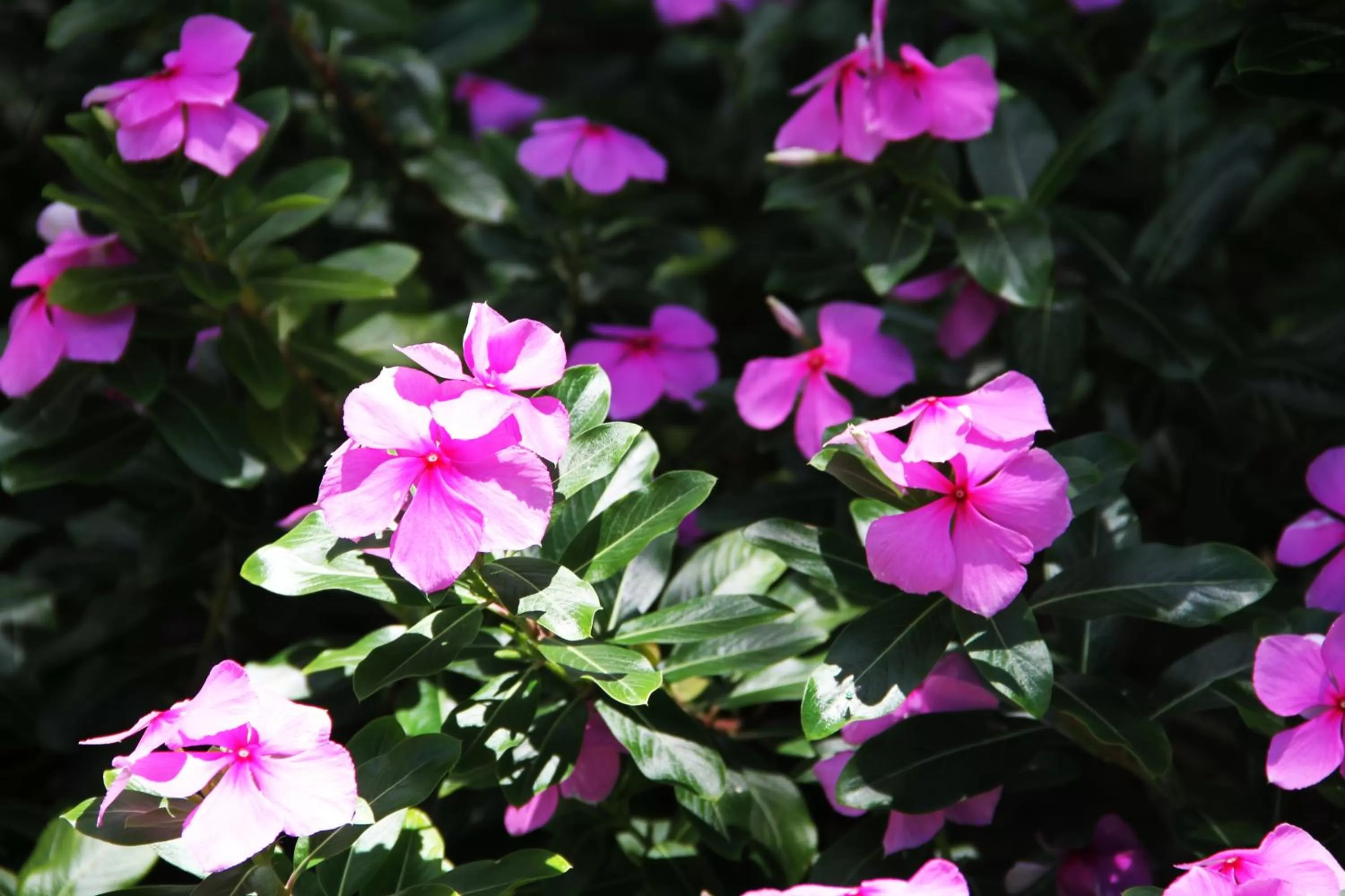 Garden in Daniella's Bungalows