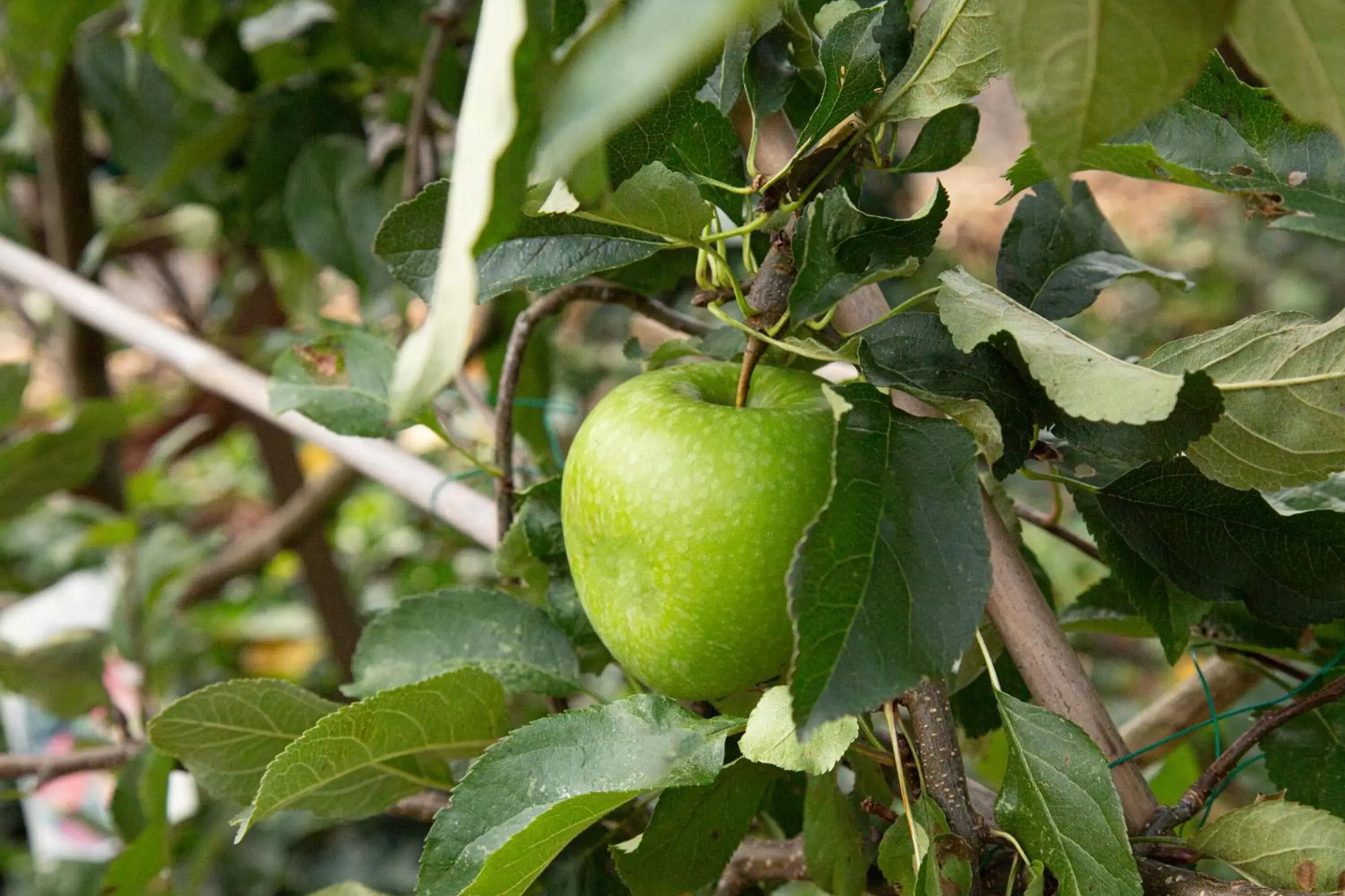 Garden in Herberg de Appelgaard