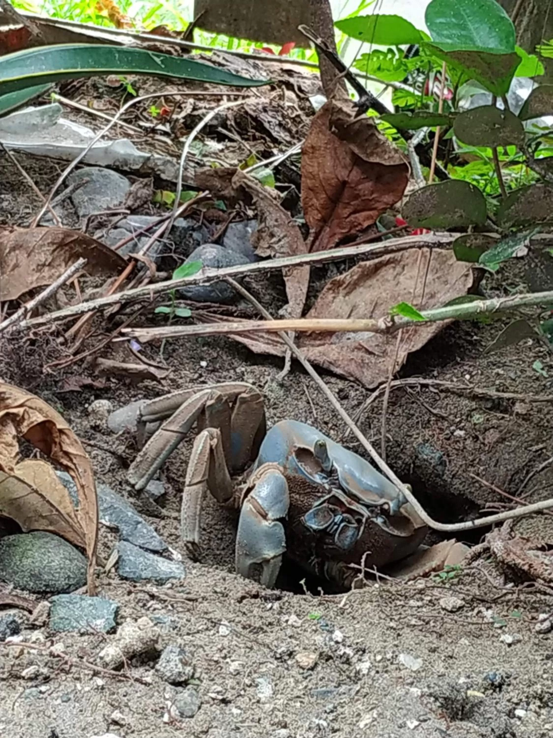 La Luciernaga Big Creek