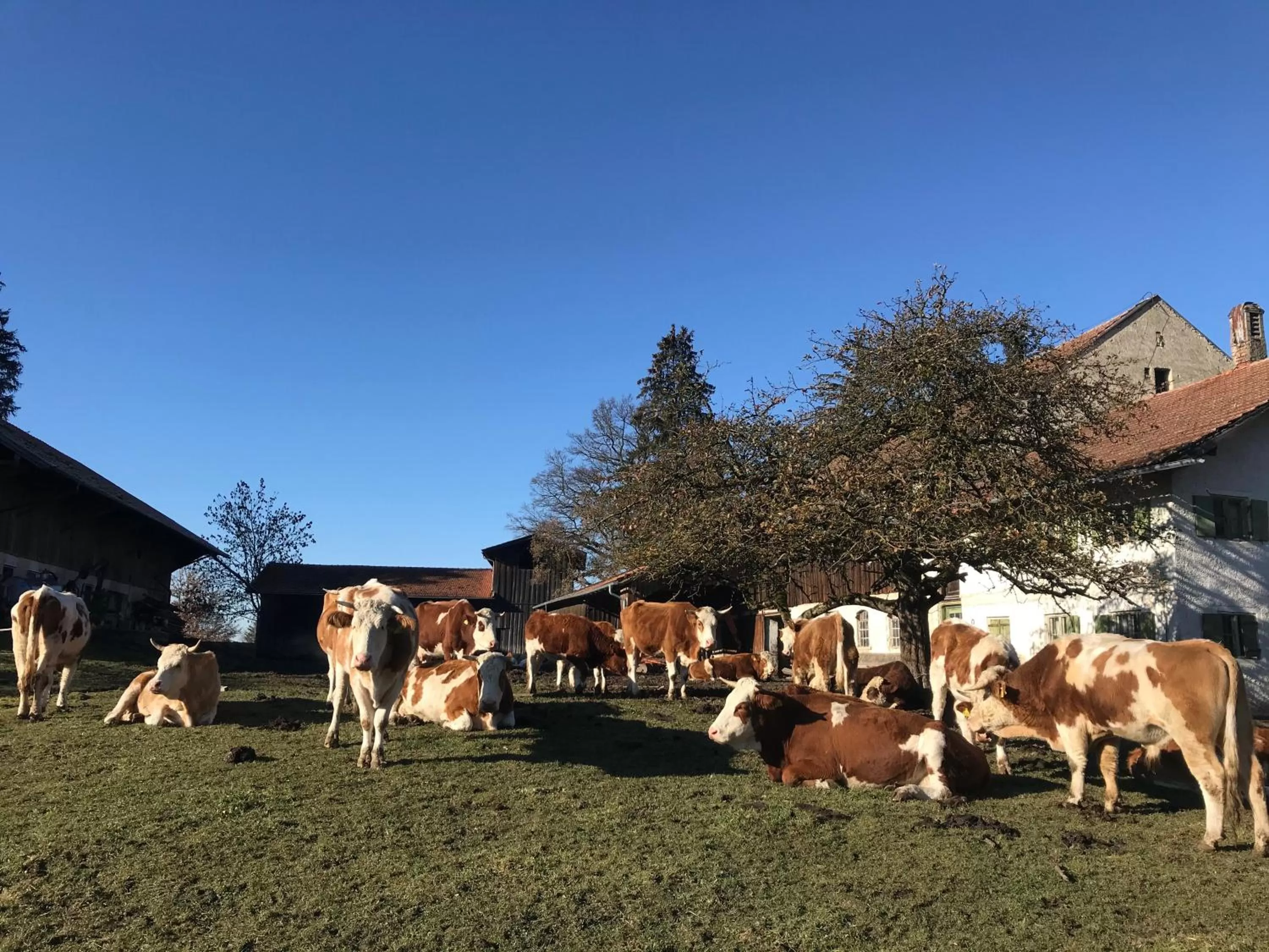 Animals in Bed and Breakfast Bavaria München