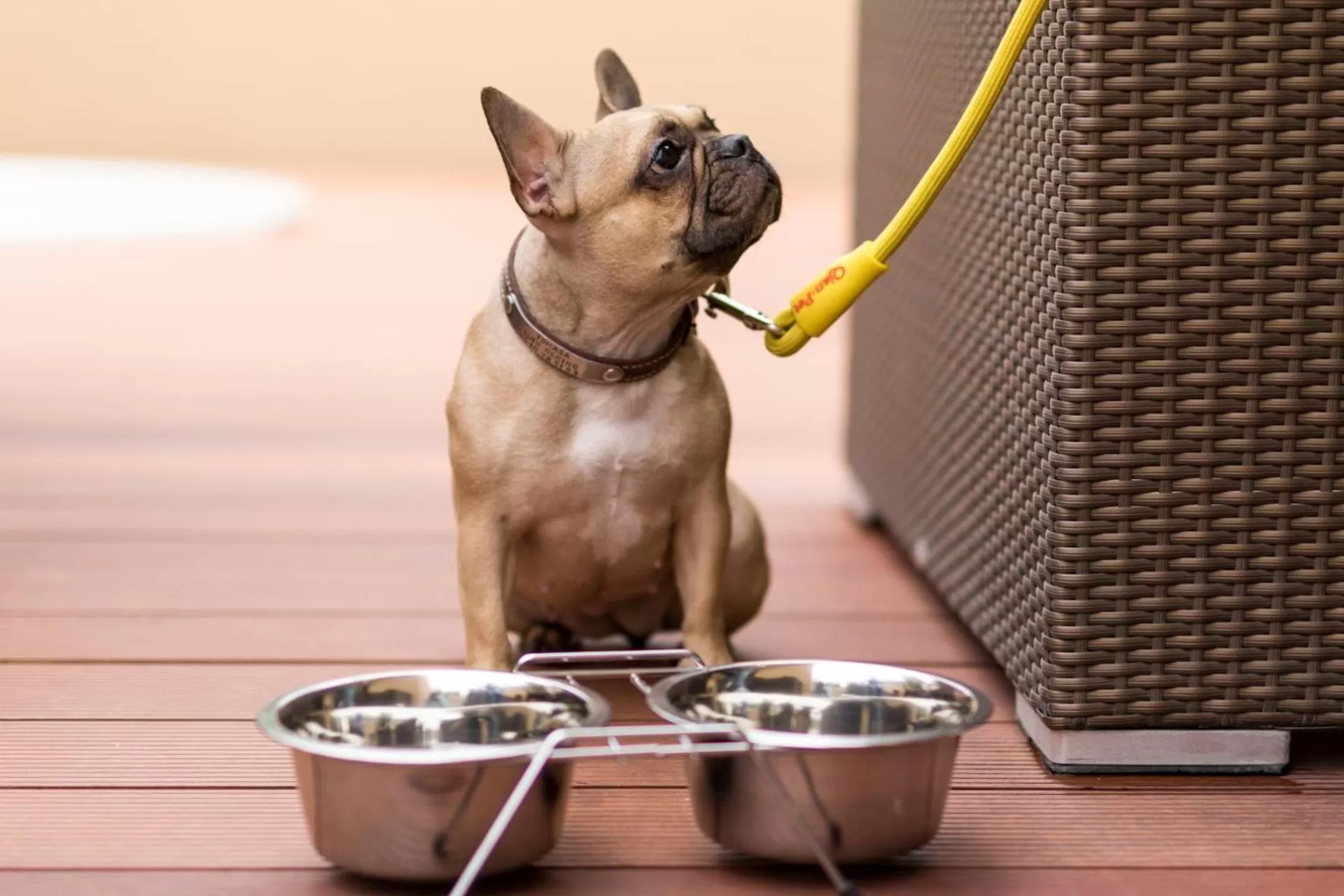 Animals in Casa Malí by Dominion Boutique Hotel