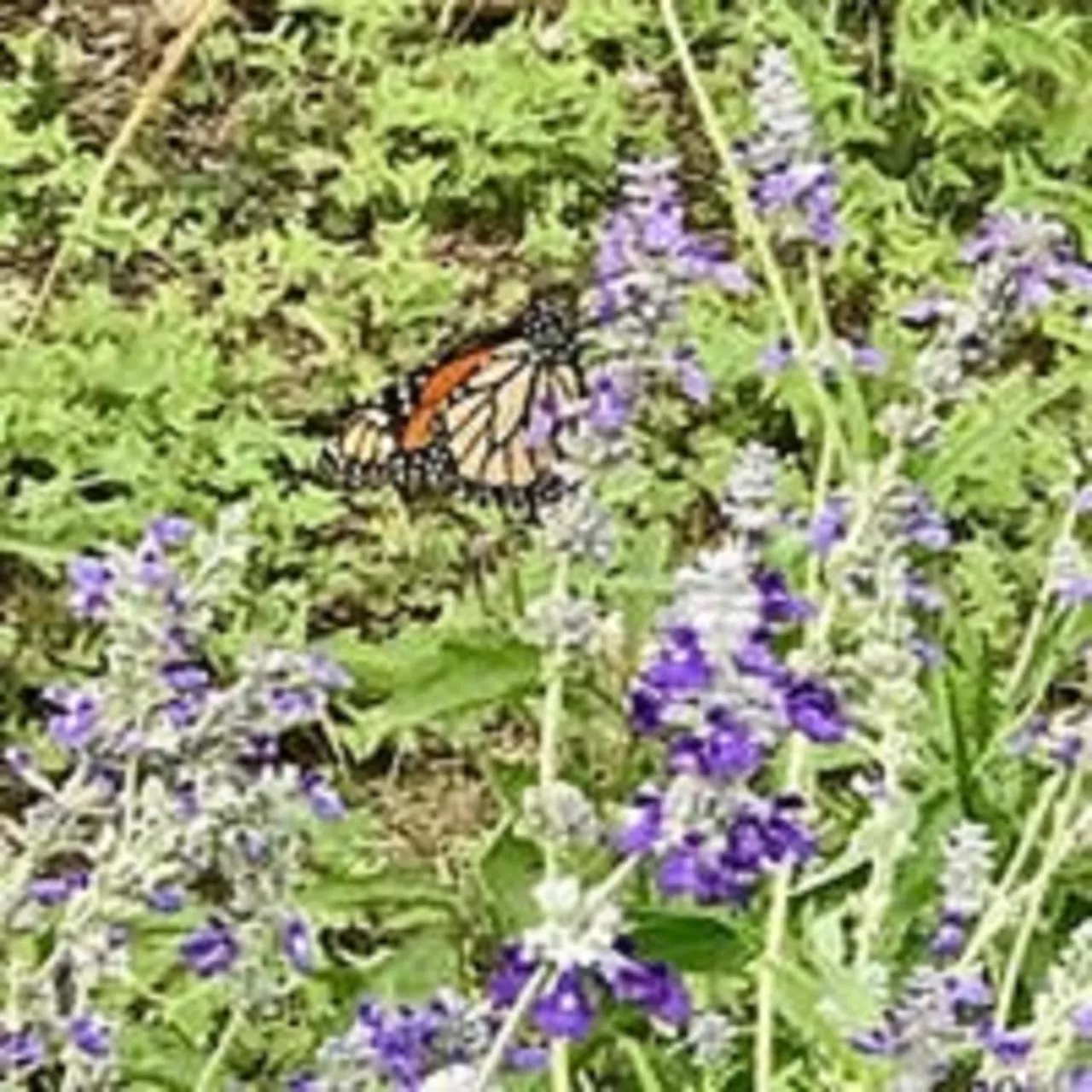 City on a Hill at Spring Creek