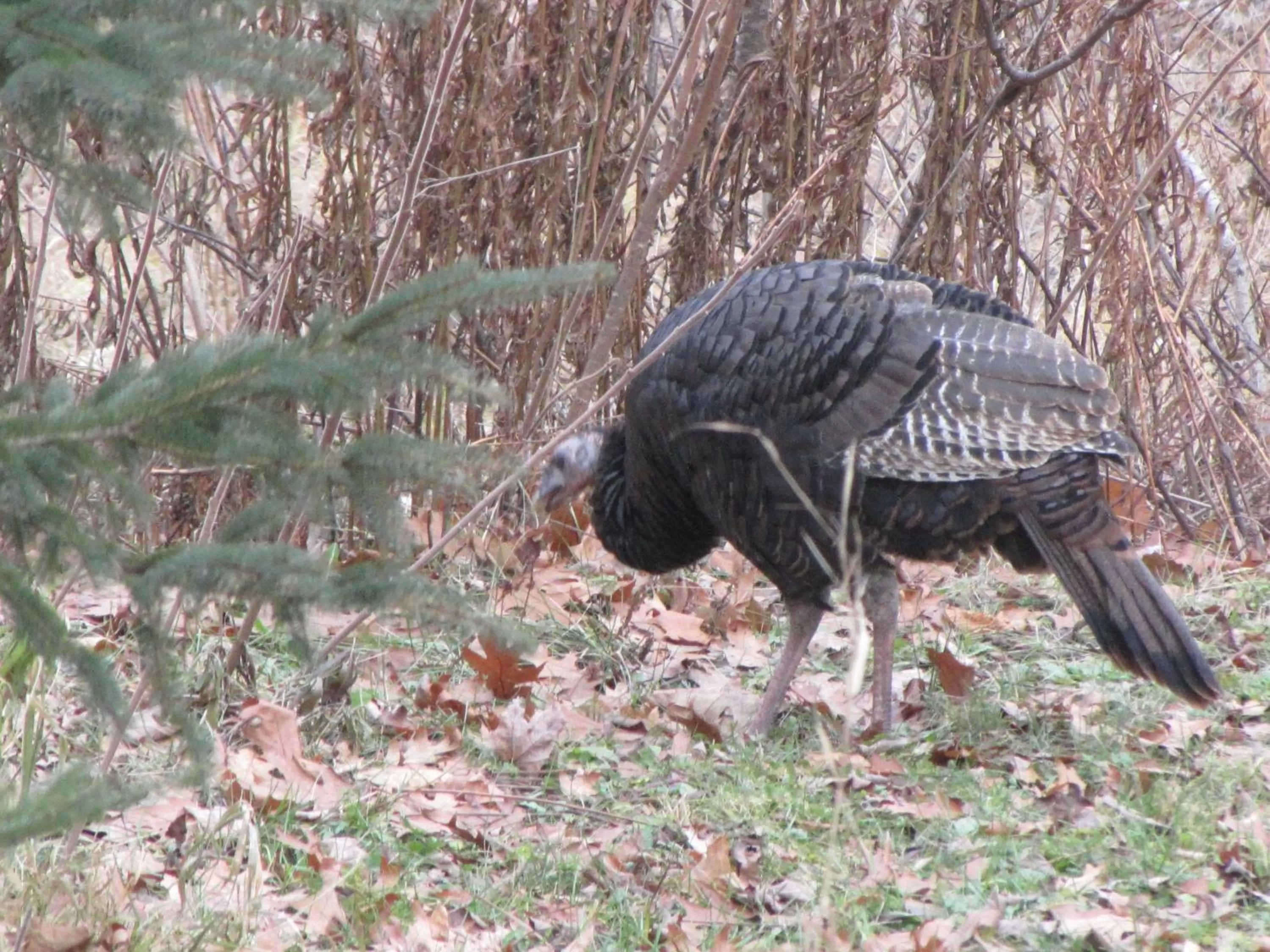 Animals, Other Animals in Shambhala Bed and Breakfast