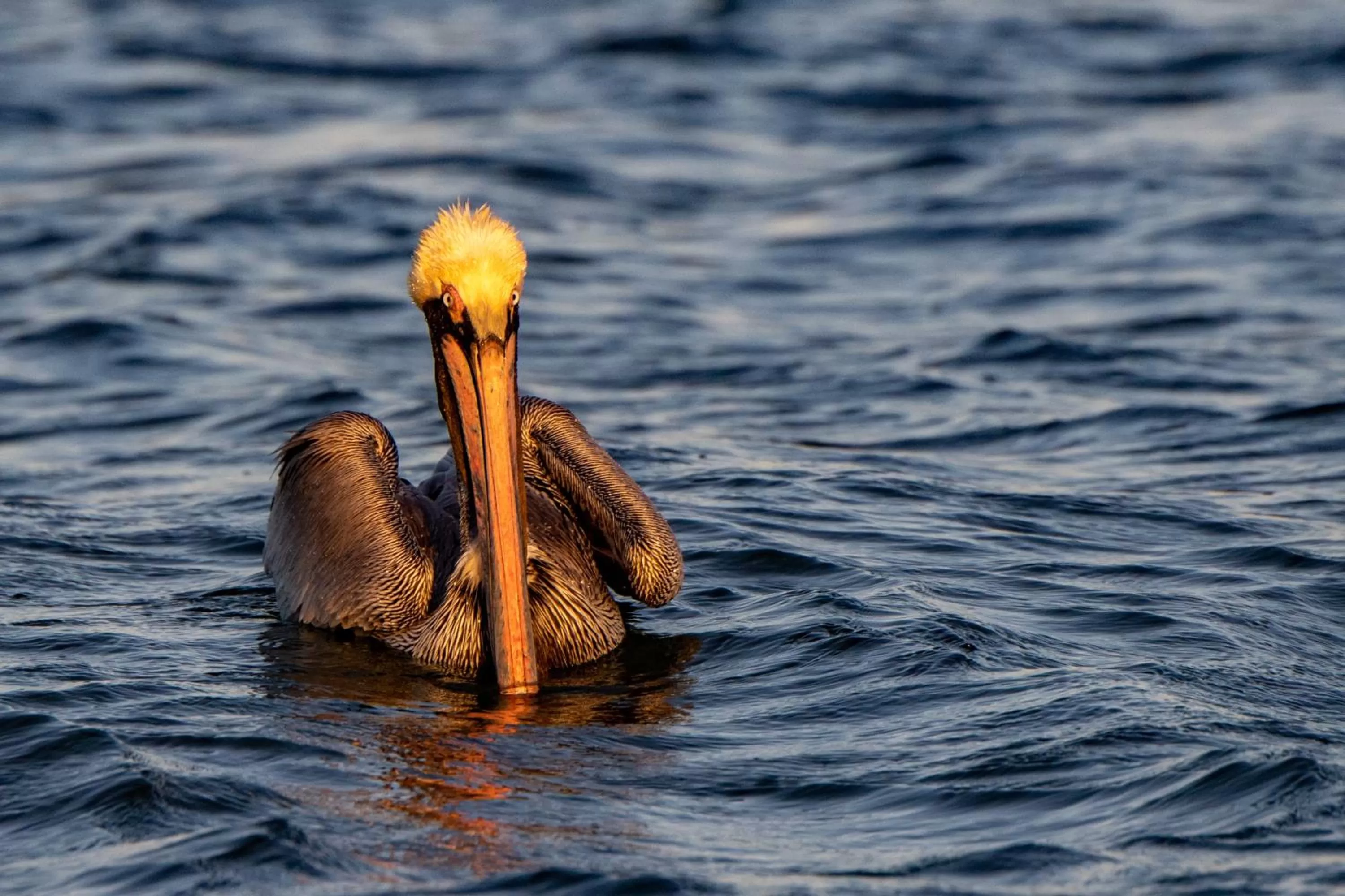 Natural landscape in Marina Inn & Suites Chalmette-New Orleans