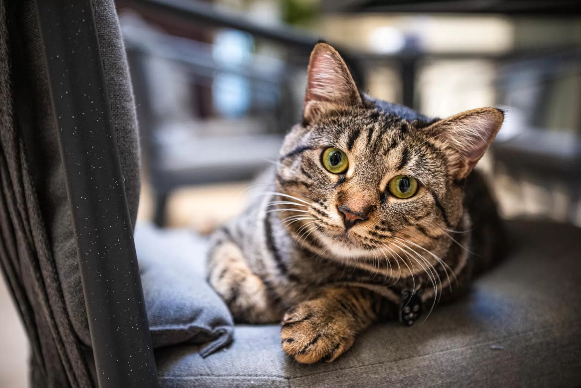 Pets in Central Gallery Rooms- Palazzo D'Ali' Staiti XIX