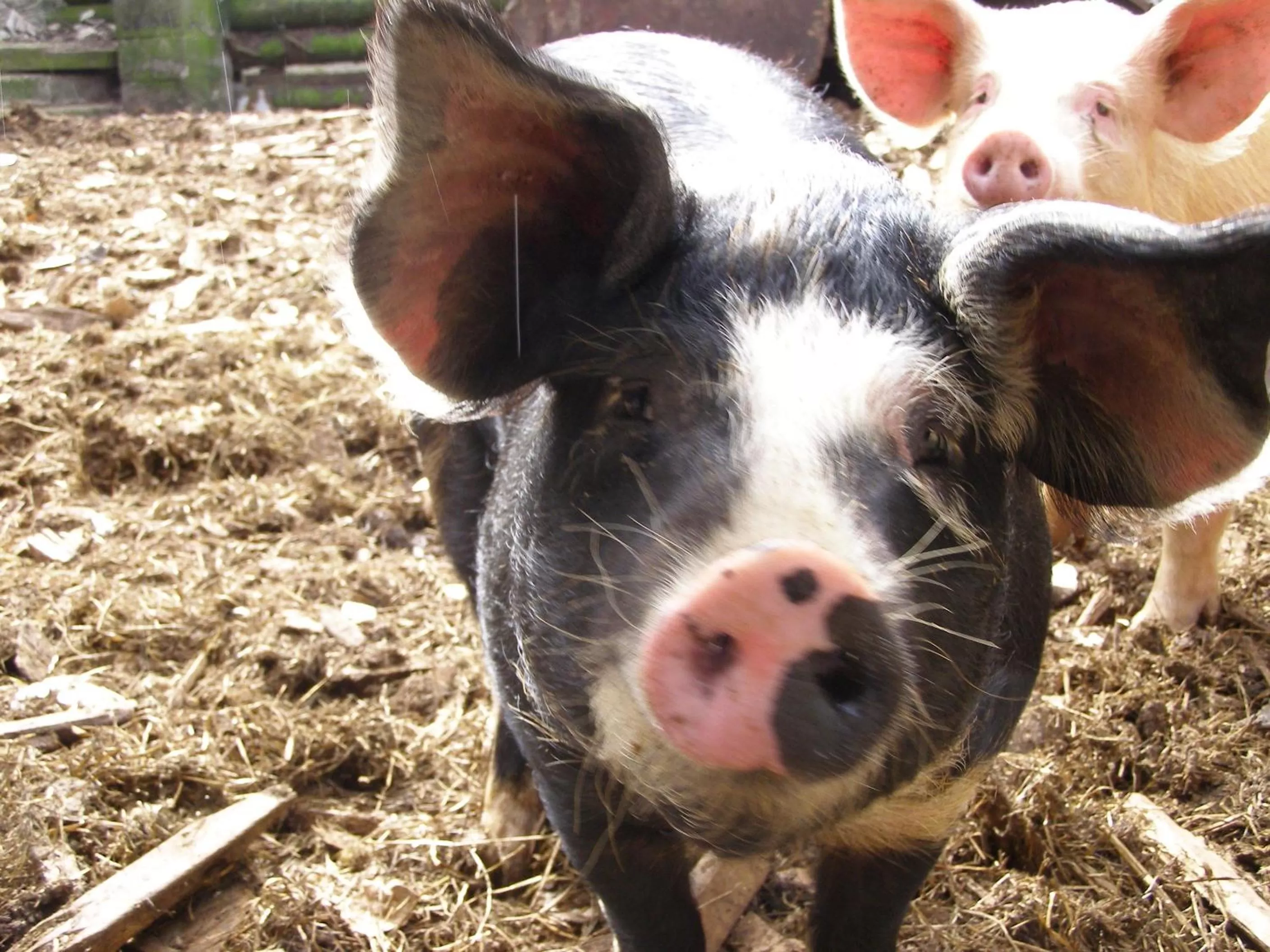 Other, Pets in Coddy's Farm