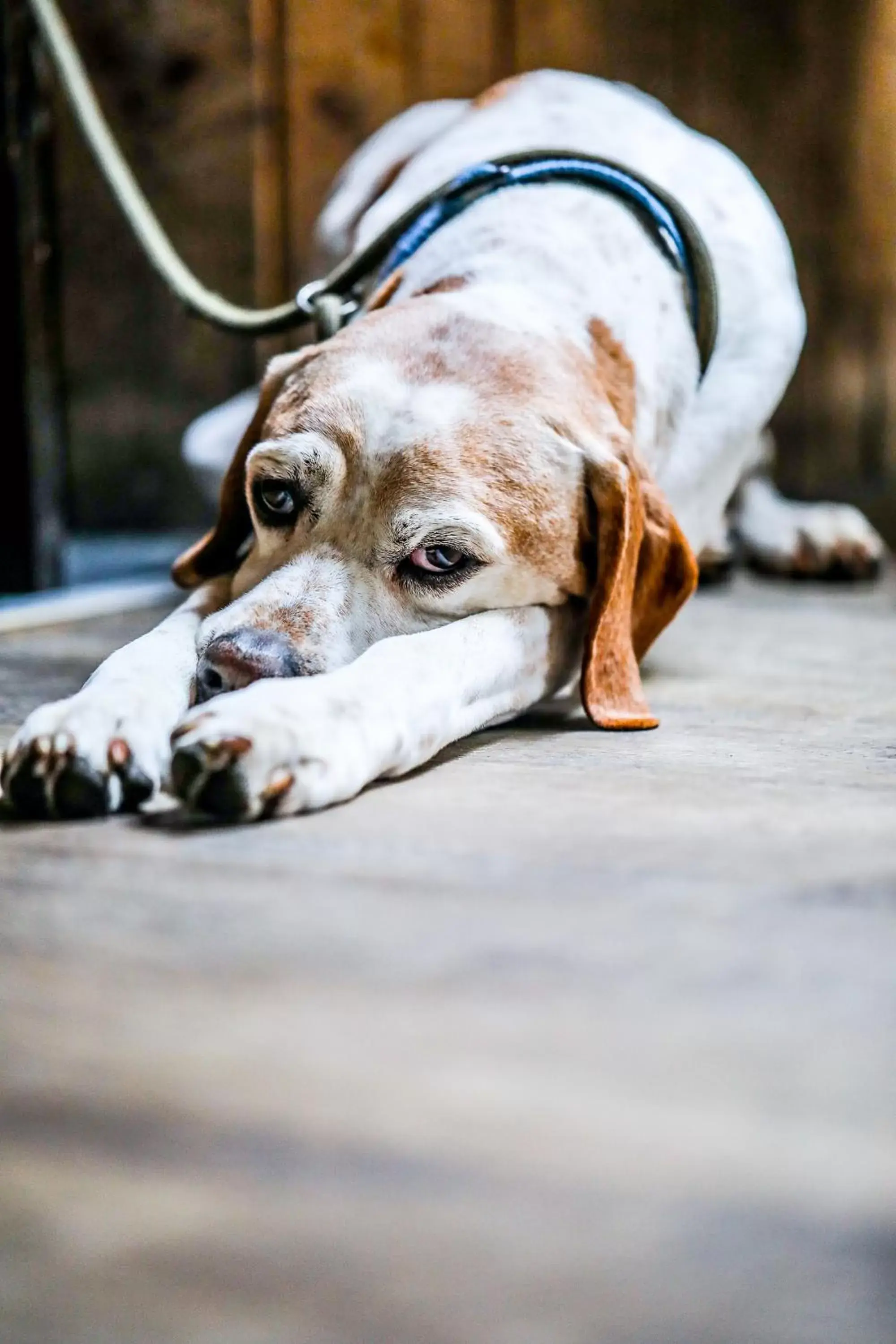 Pets in The Angel Inn, Petworth