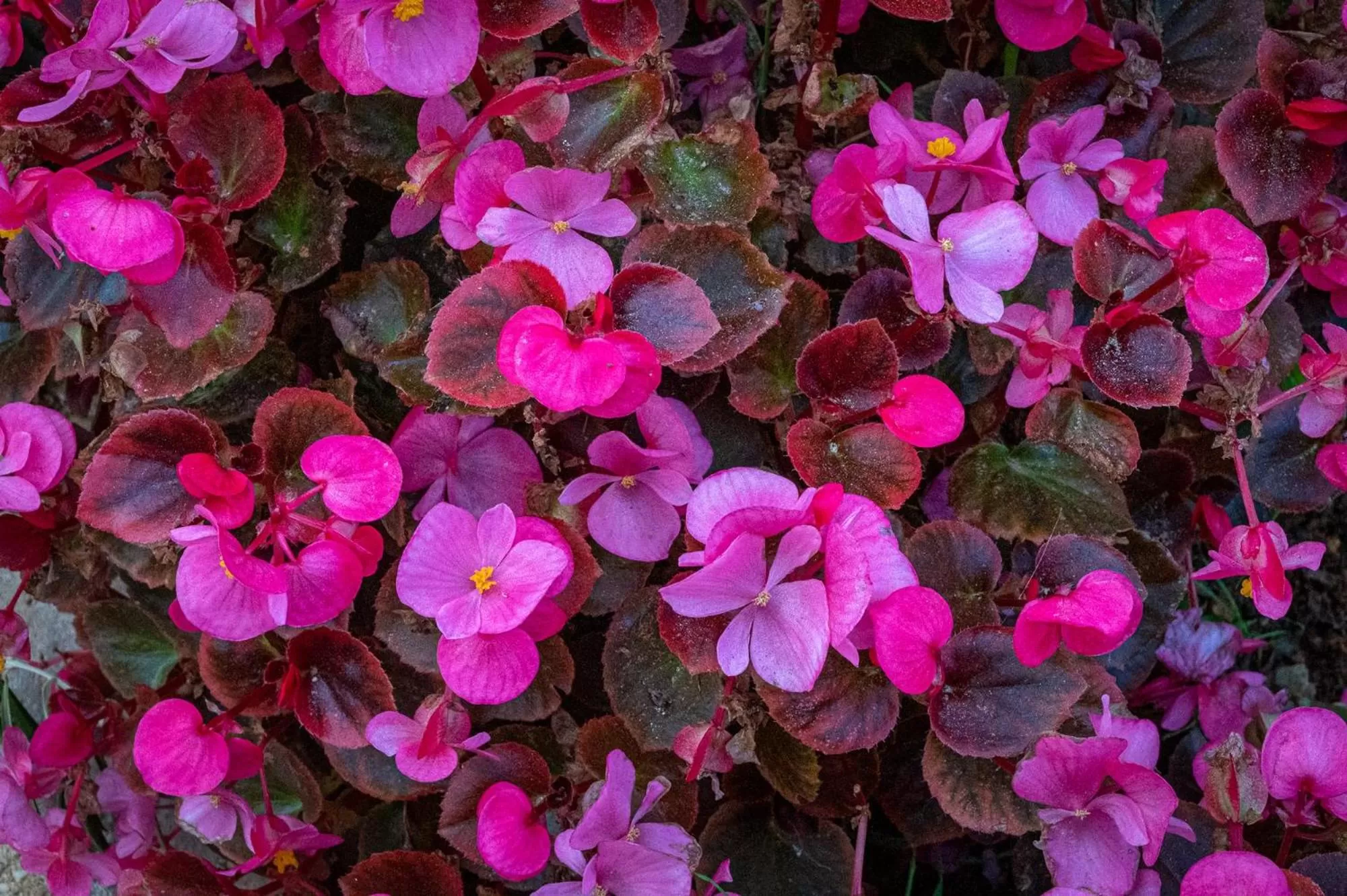 Comfort Stay Athens Airport Hotel - FREE shuttle from and to the airport