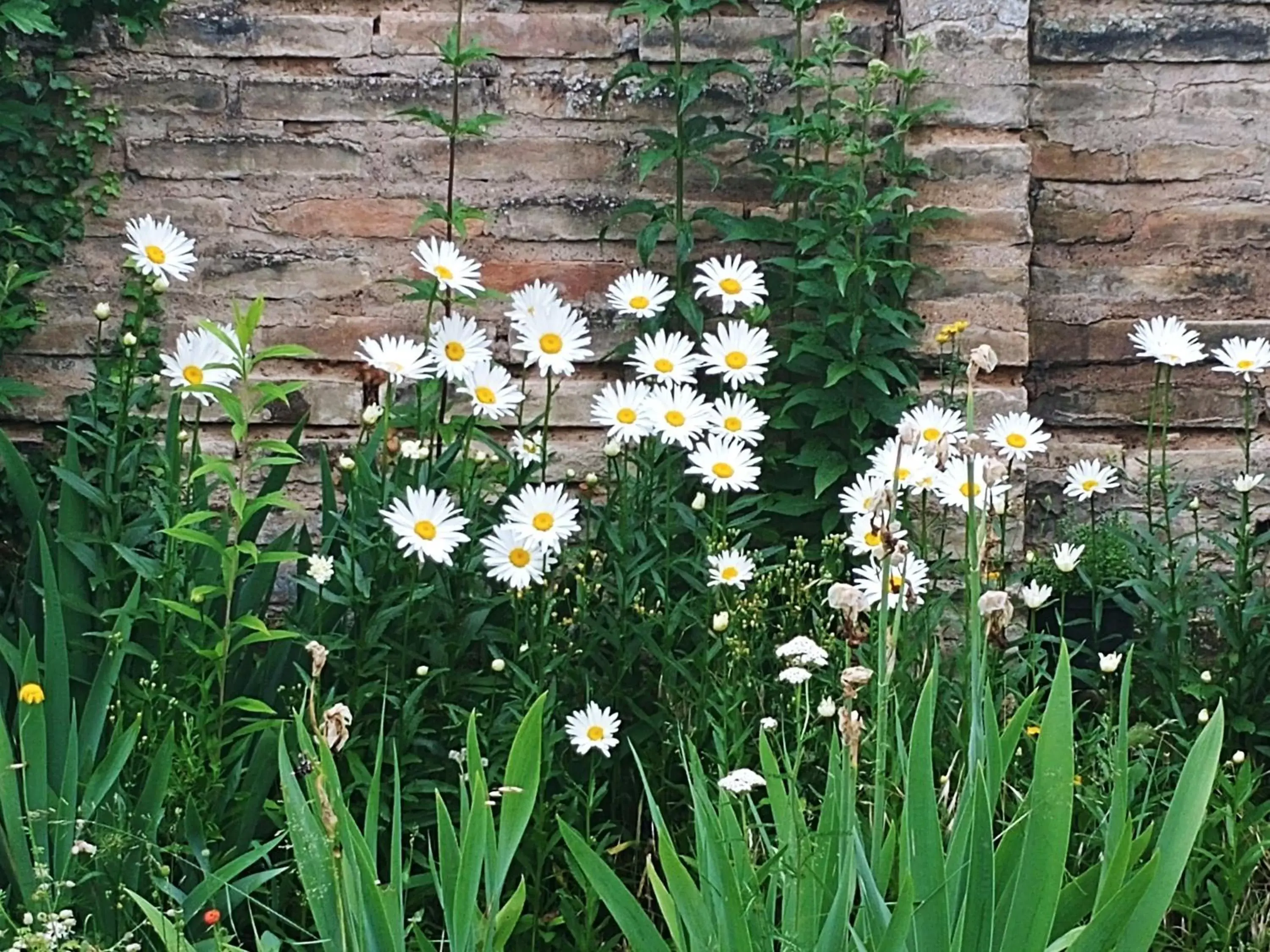 Garden in Au jardin de la Maison des Soeurs