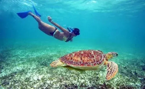 Other Animals in Ningaloo Lodge Exmouth