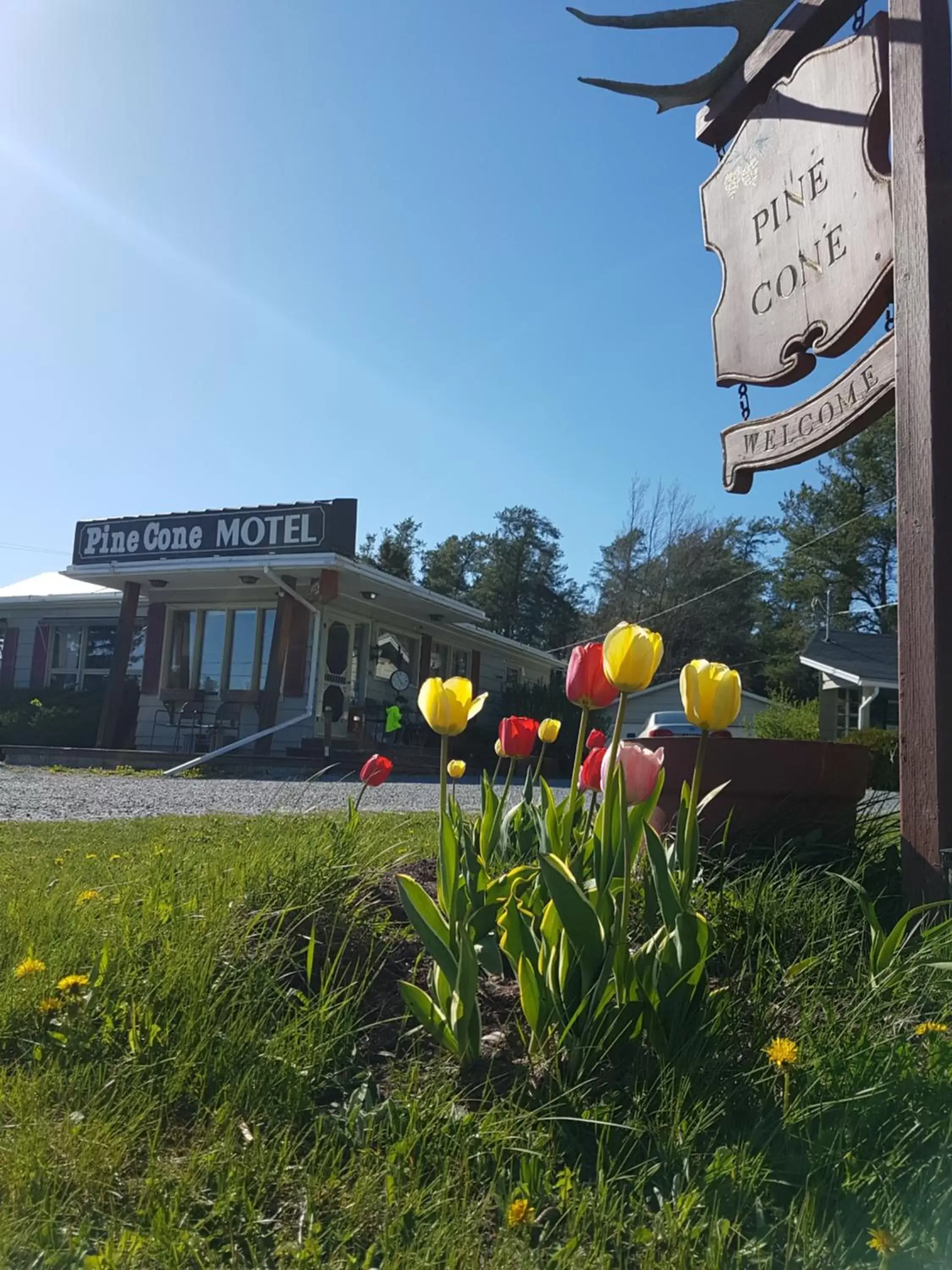 Property Logo/Sign in Pinecone Motel