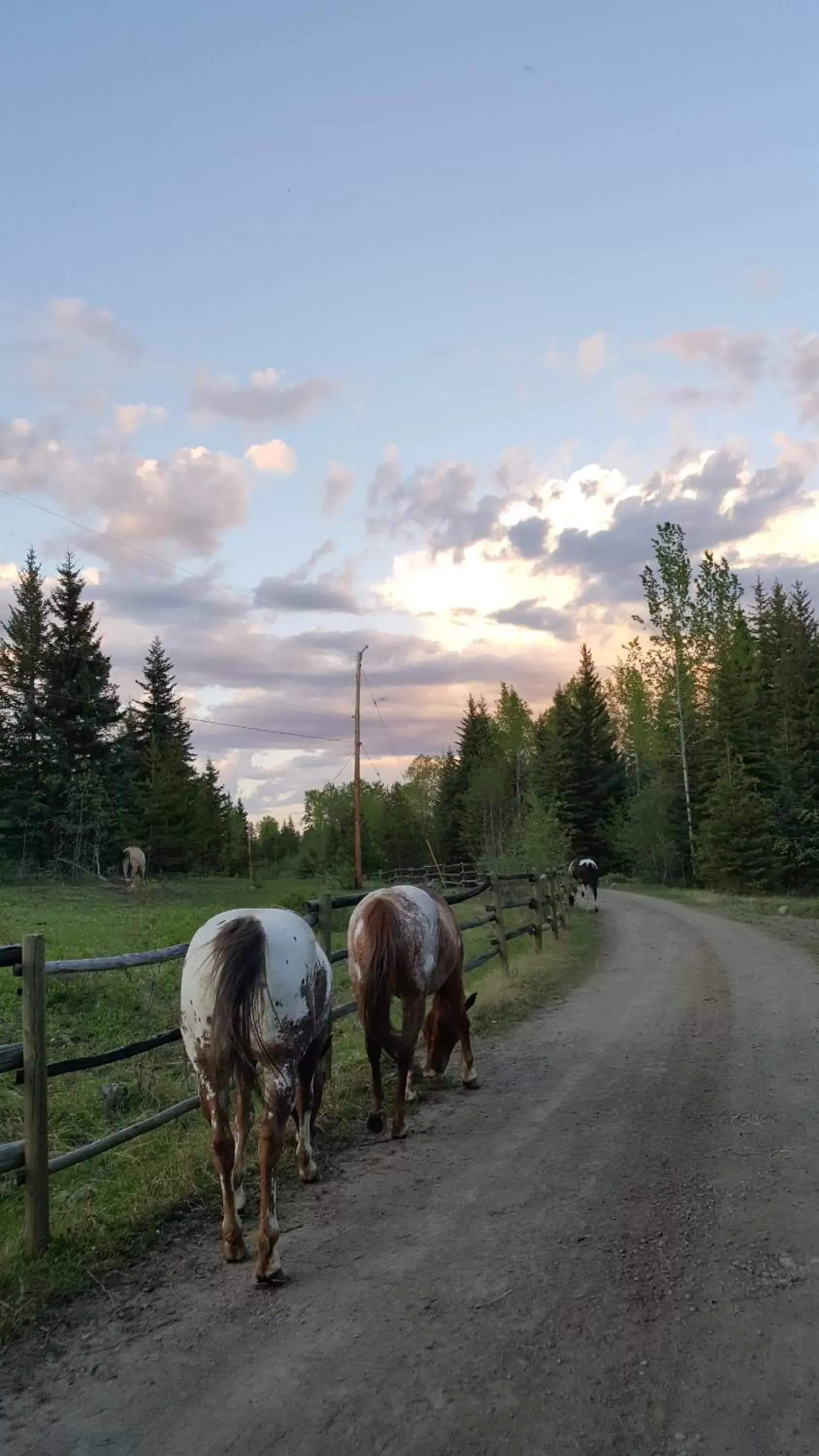 Activities, Other Animals in Wettstone Guest Ranch