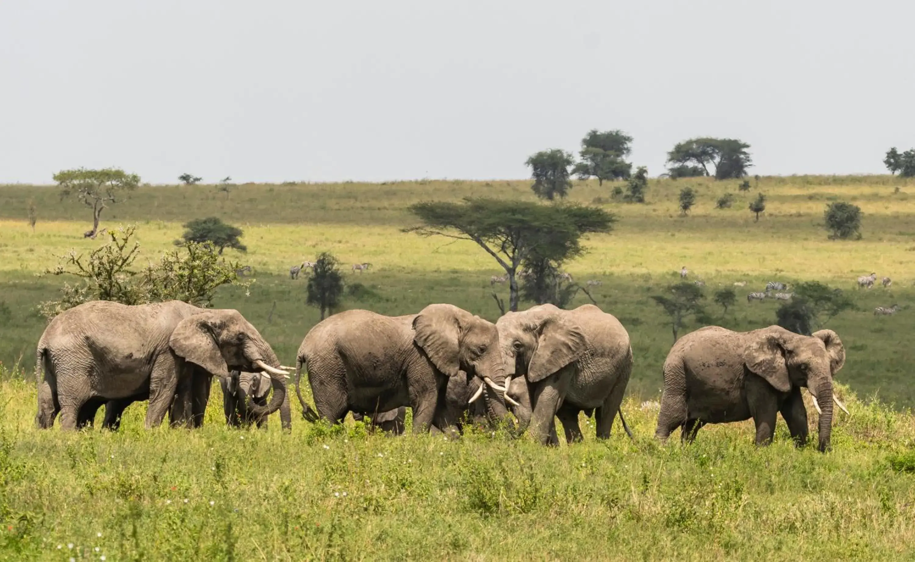 Activities, Other Animals in Ngorongoro Lodge member of Melia Collection