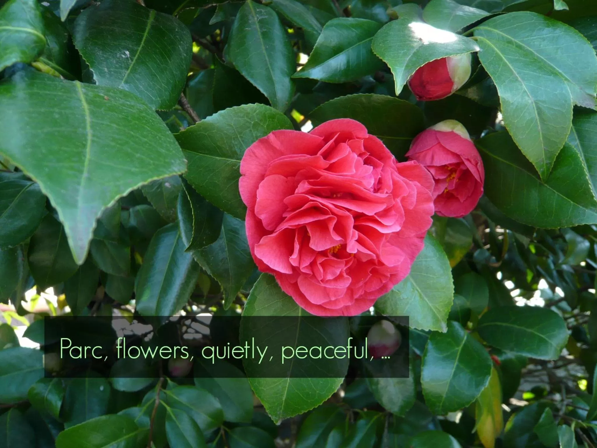 Garden in Garni Villa Siesta Park
