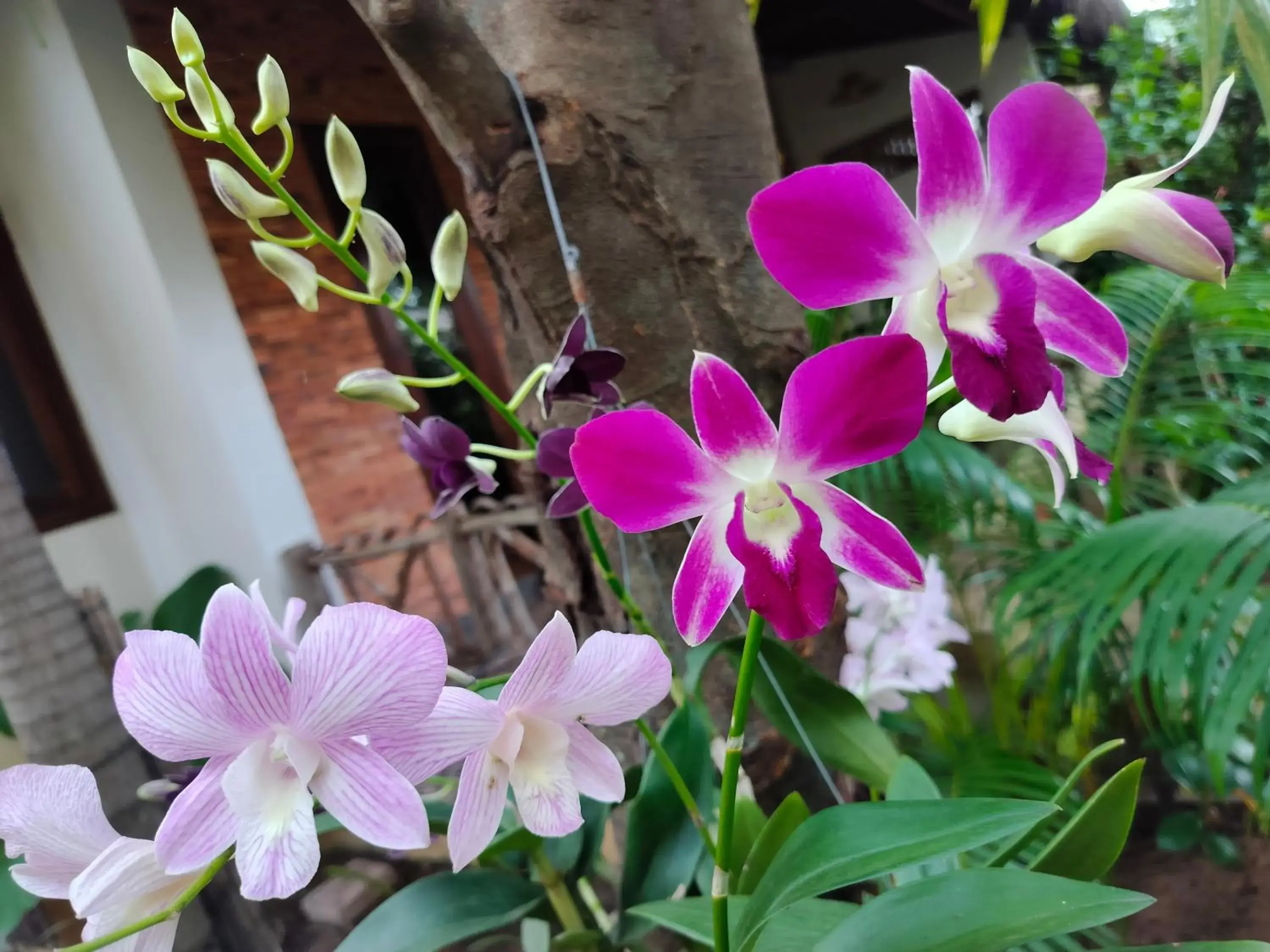 Garden in La Rivière d' Angkor Resort