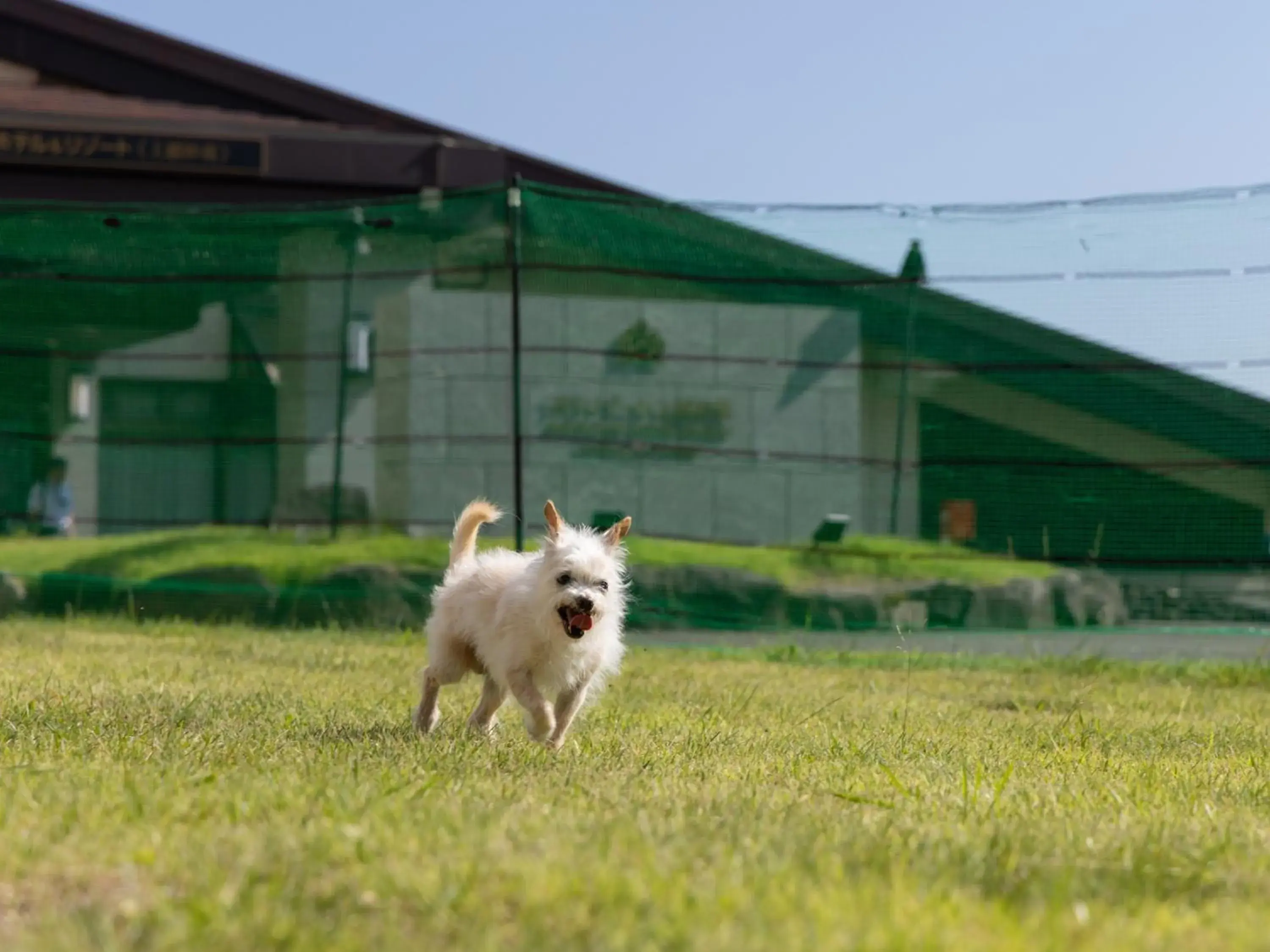 Animals, Pets in APA Hotel & Resort Joetsu Myoko