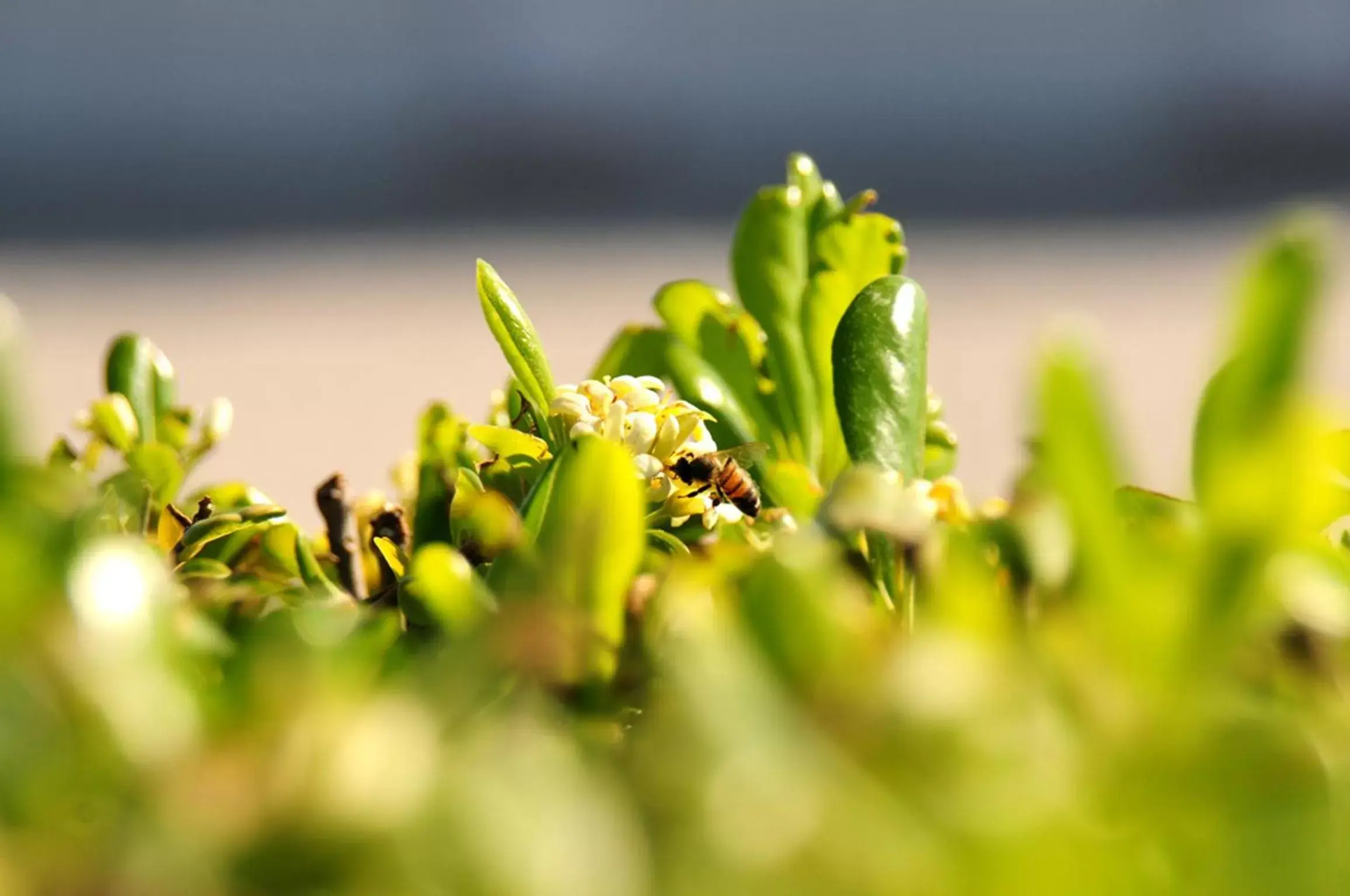 Decorative detail, Food in Agriturismo Frontemare