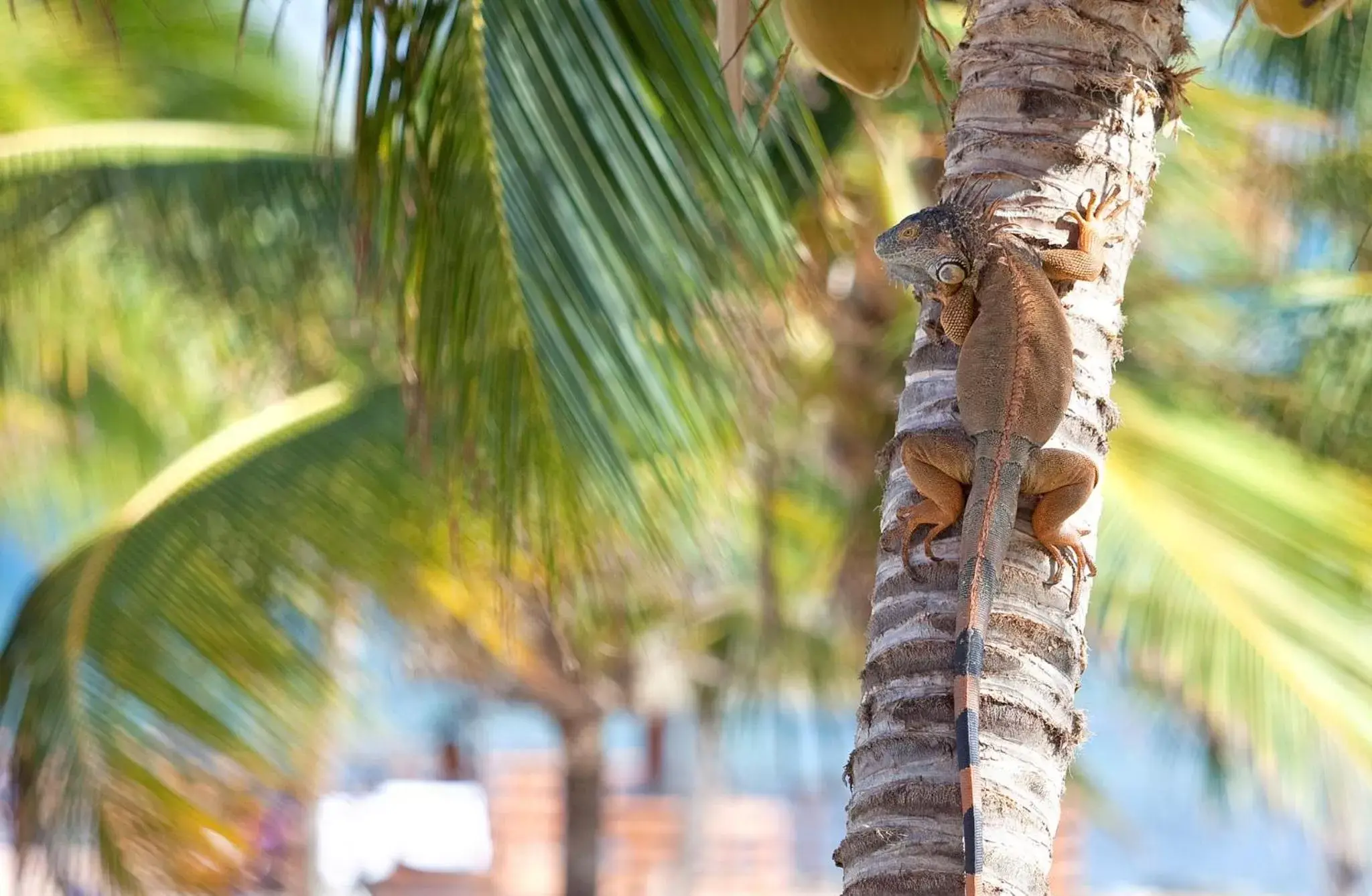 Property building, Other Animals in Holiday Inn Resort Grand Cayman, an IHG Hotel