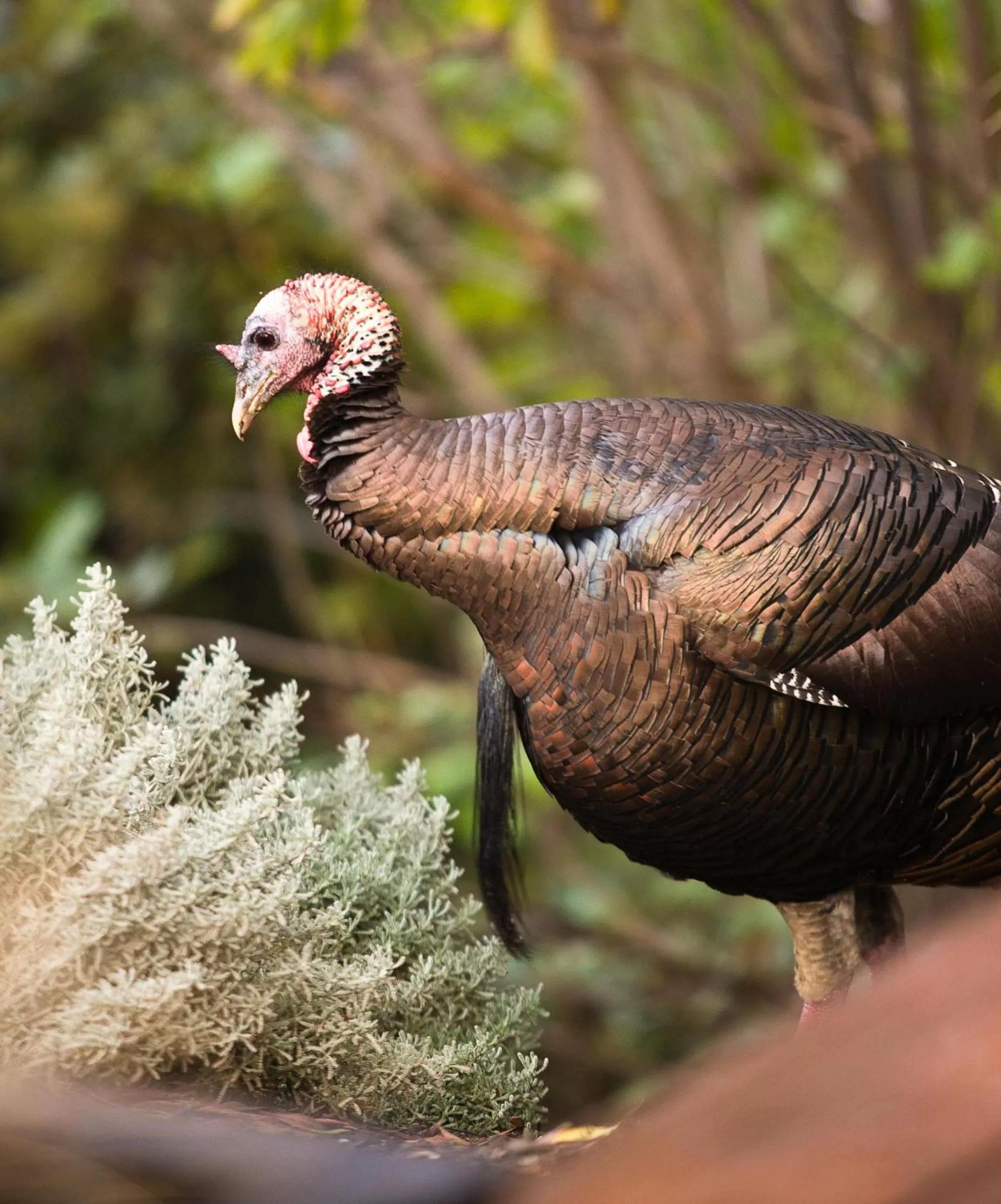 Area and facilities in Brewery Gulch Inn & Spa