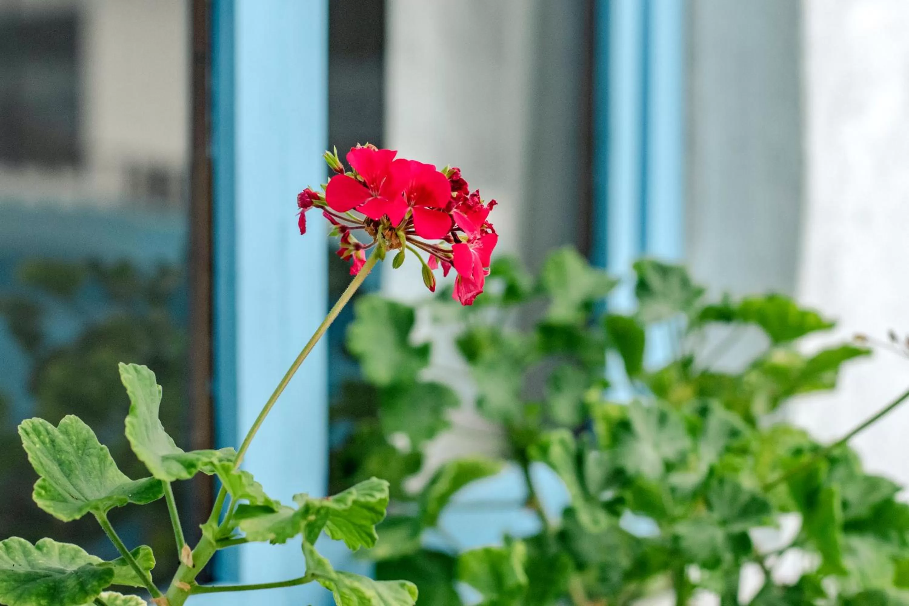 Decorative detail in Hotel Casa Blanca