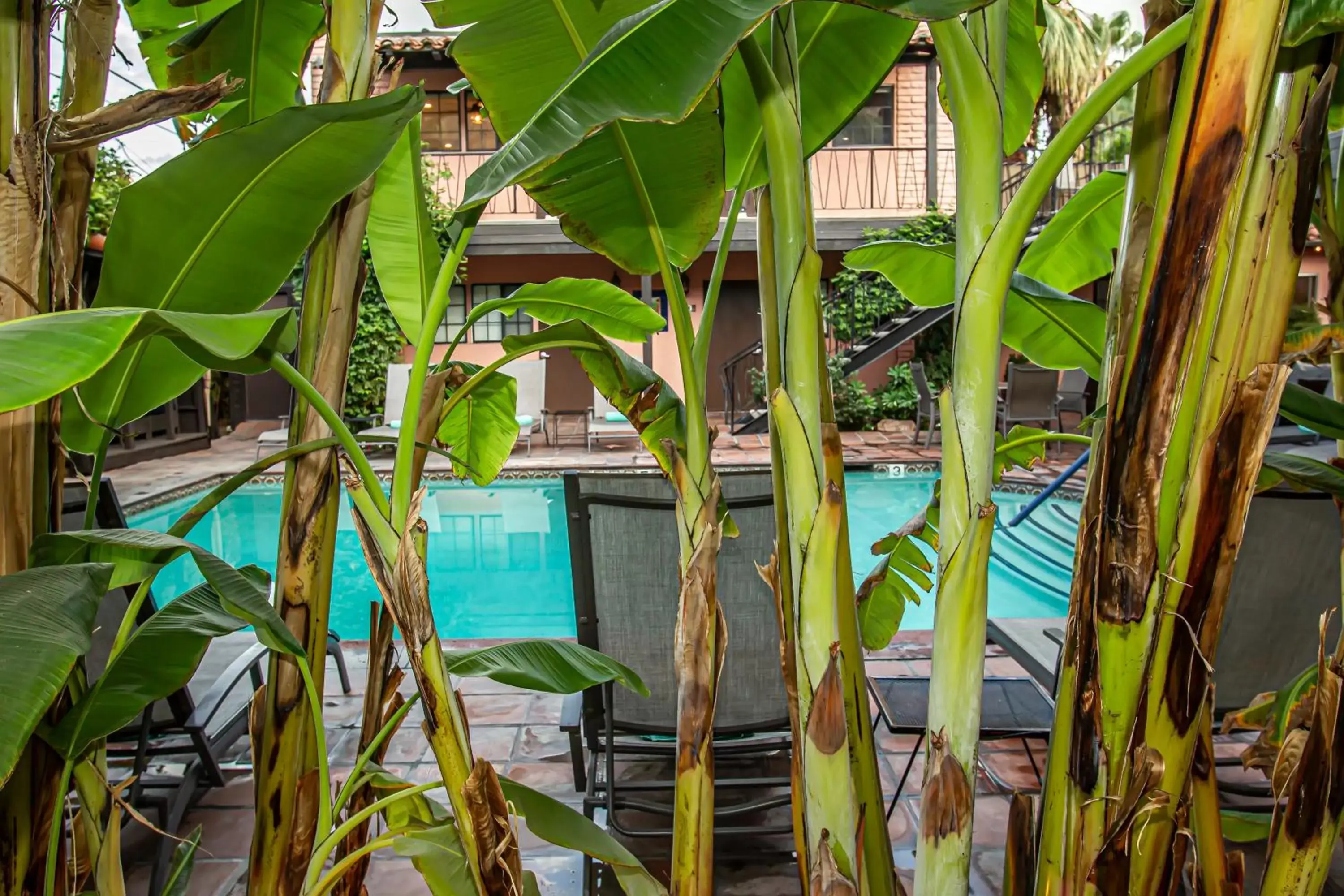 Swimming pool, Pool View in Hotel California