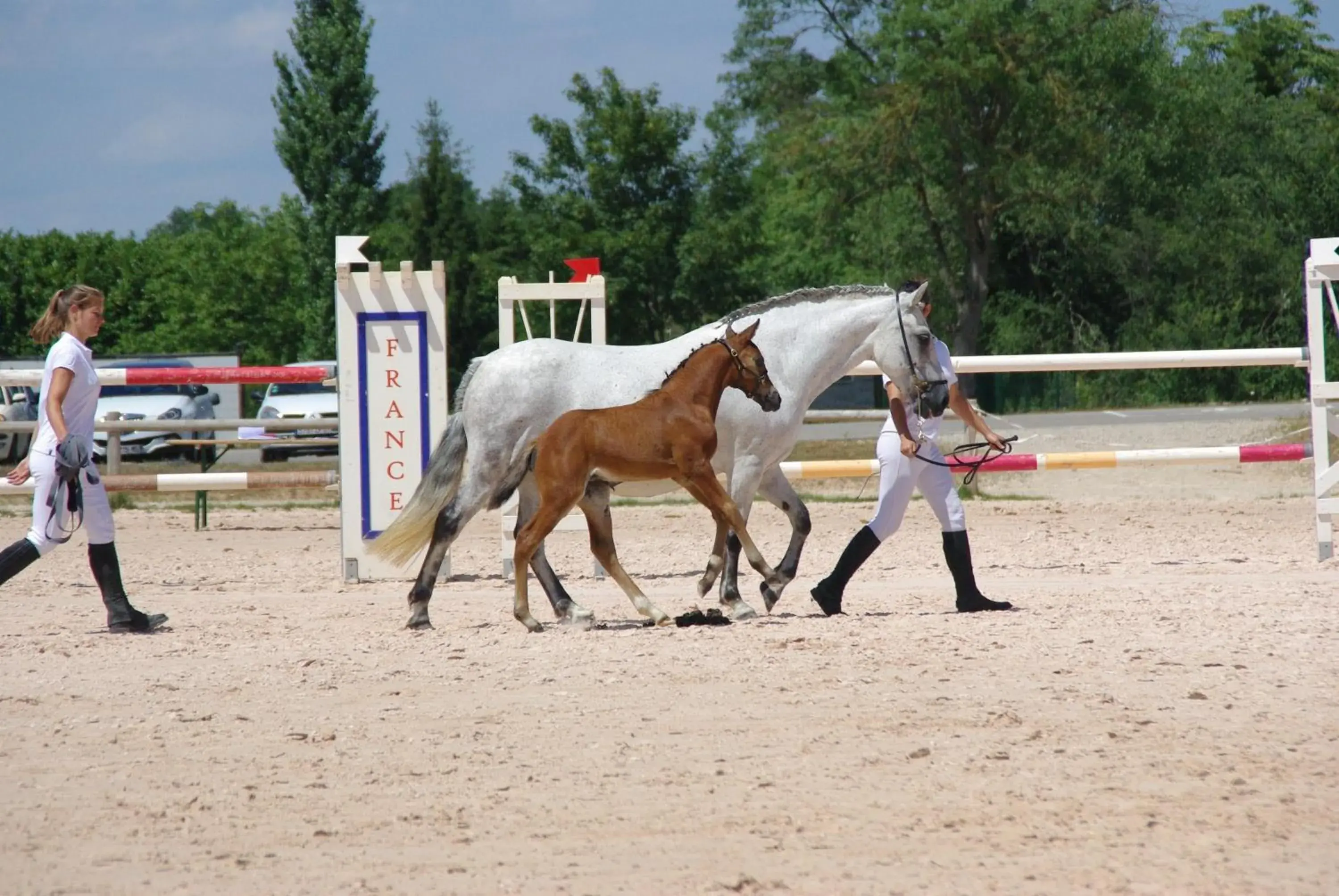 Horse-riding, Pets in Best Western Bridge Hotel Lyon East