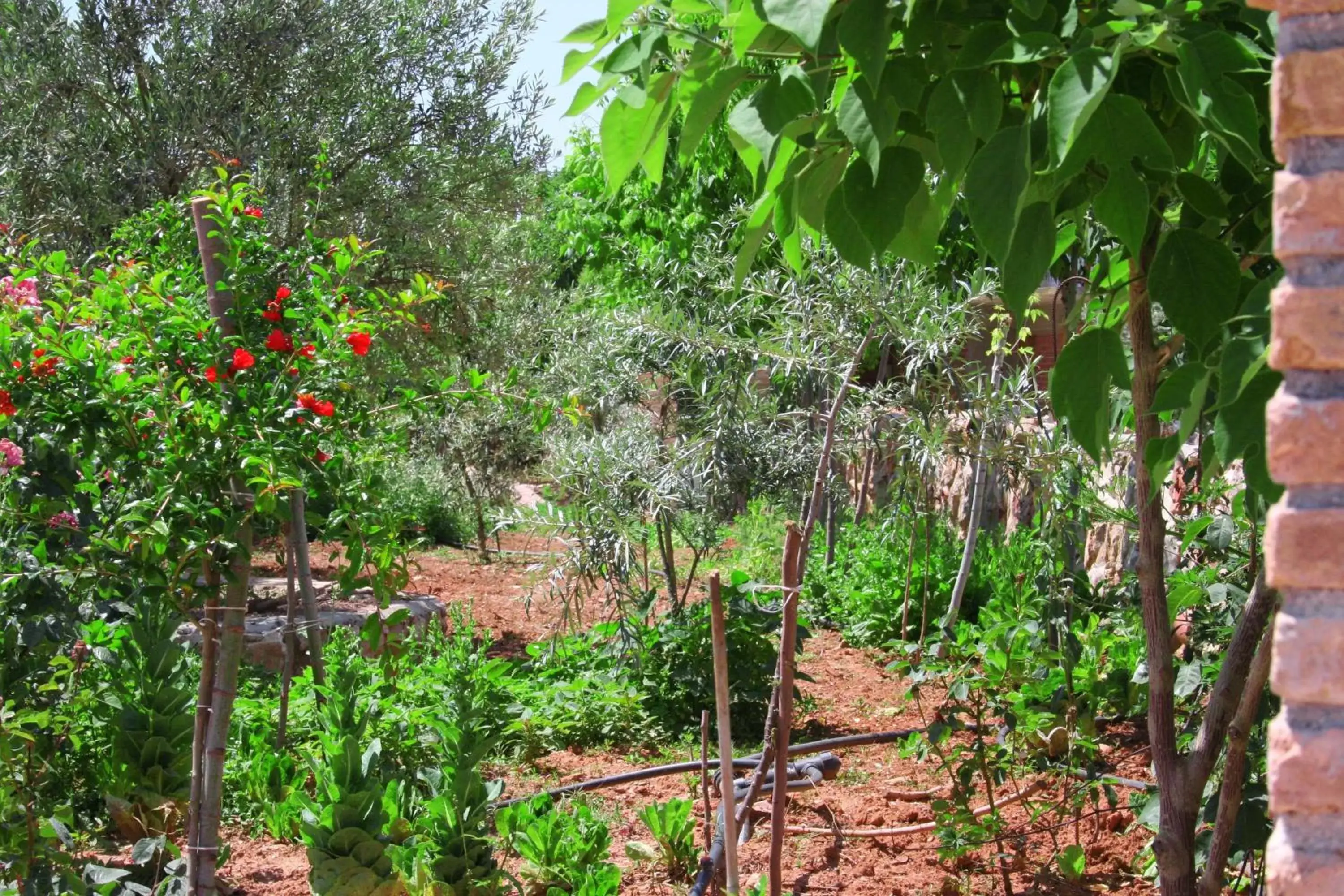 Garden in Hani Inn