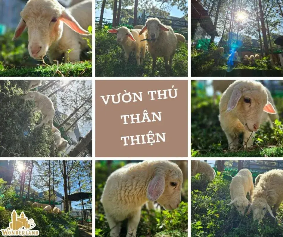 Activities, Other Animals in Dalat Wonder  Resort