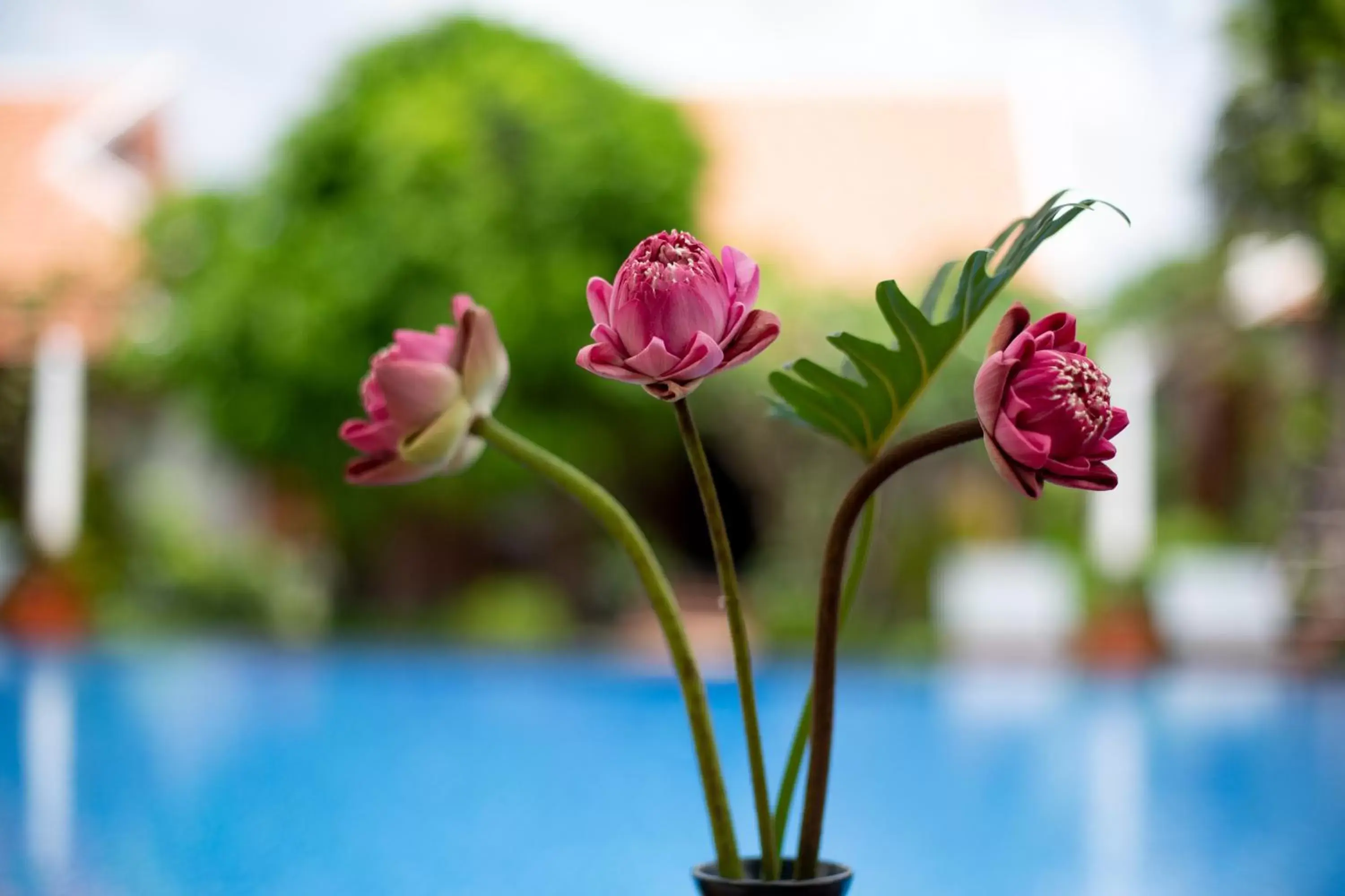 Restaurant/places to eat in Angkor Privilege Resort & Spa Restaurant/places to eat in Angkor Privilege Resort & Spa