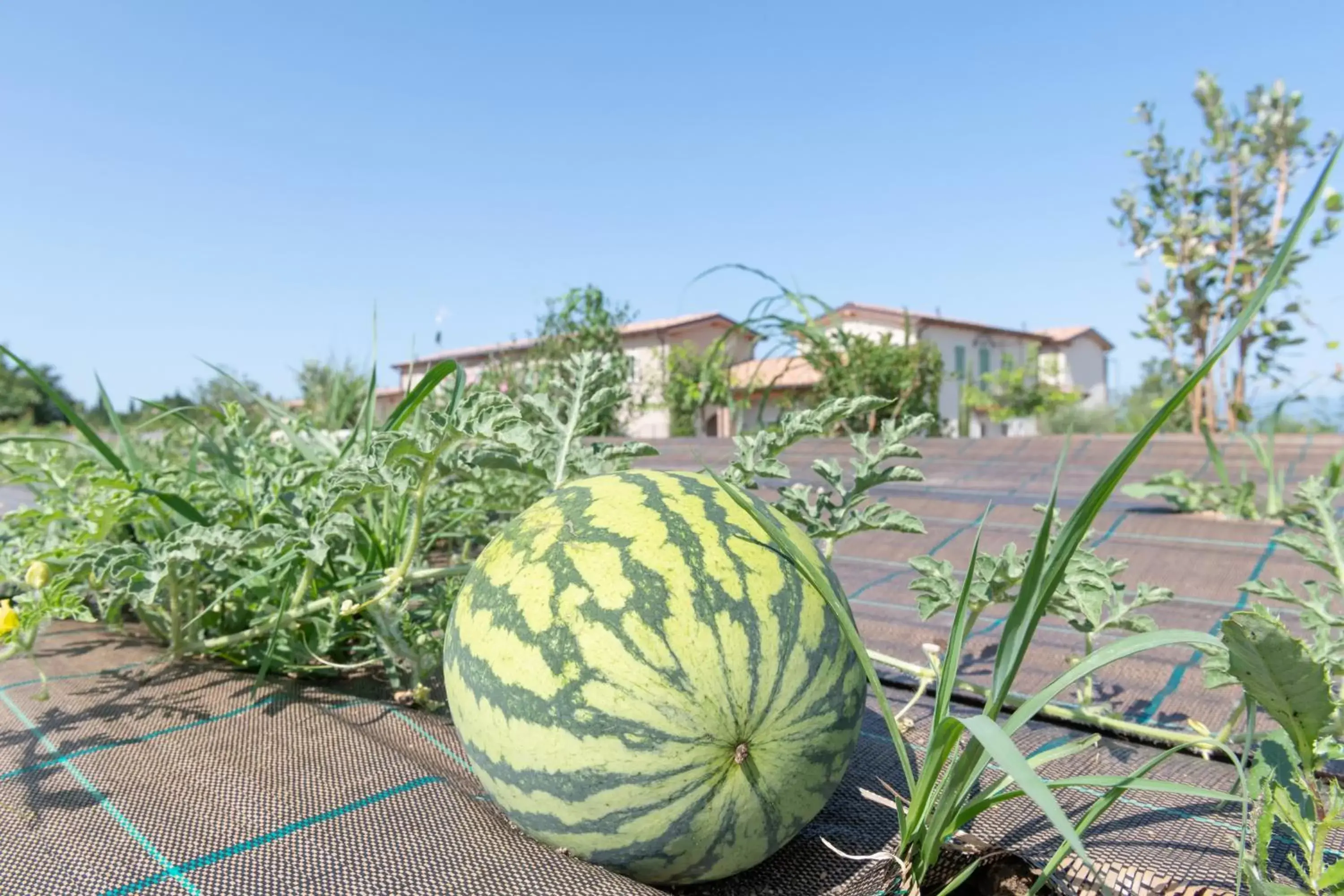 Garden in Natiia Relais - Adults Only