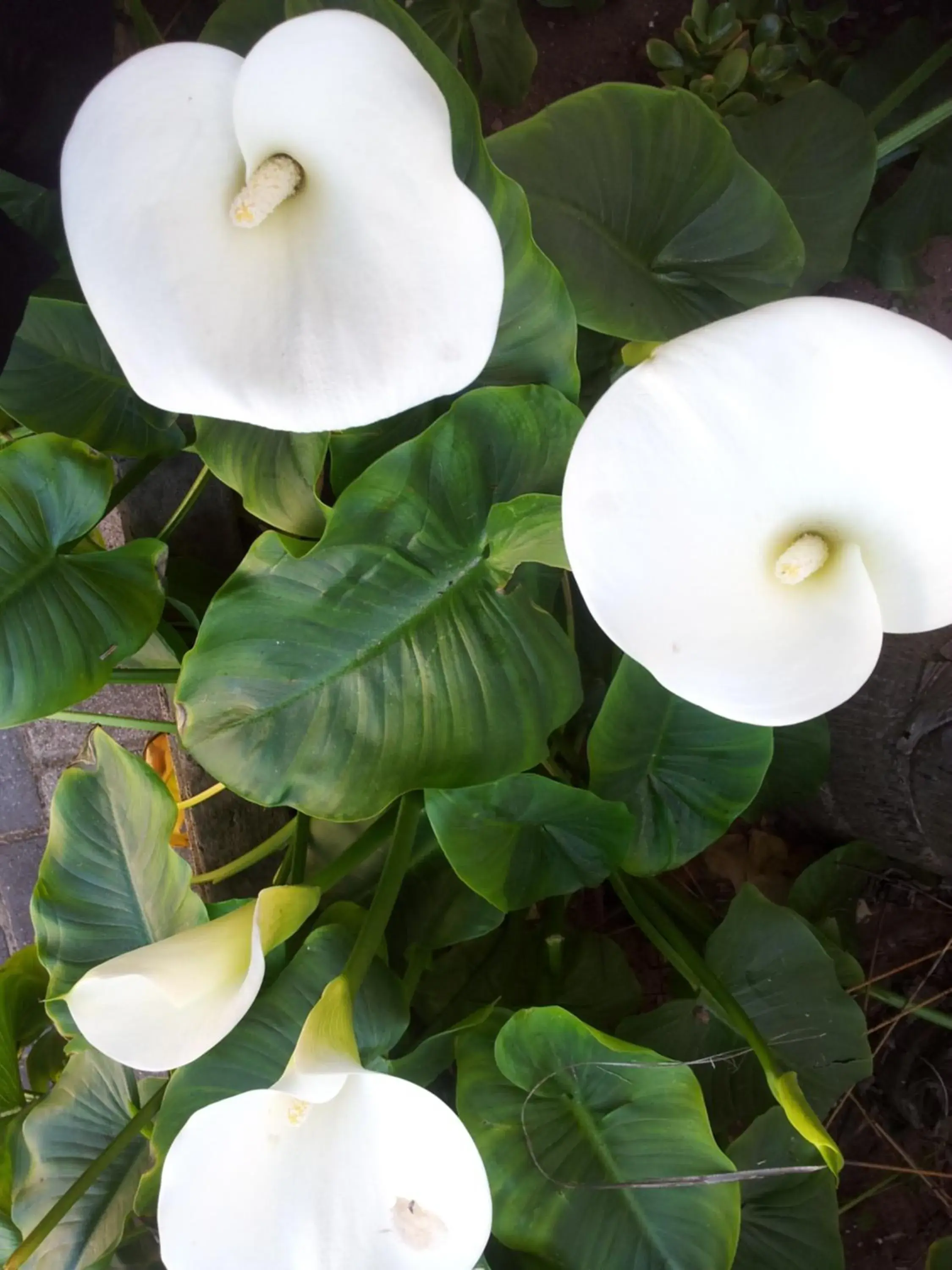Swimming pool in Palm Beach Guesthouse Swimming pool in Palm Beach Guesthouse