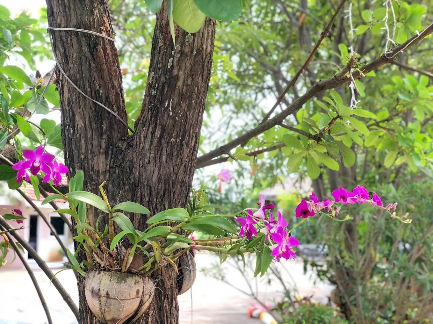 Garden view in Soda Resort