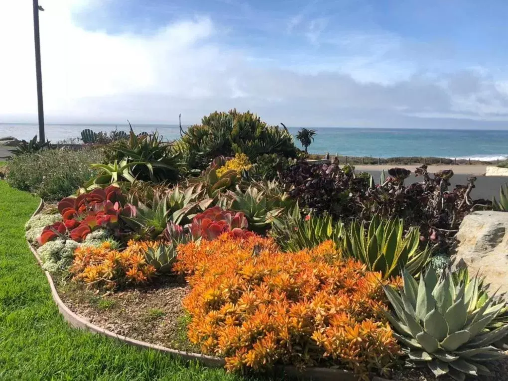 Natural landscape in Cambria Shores Inn