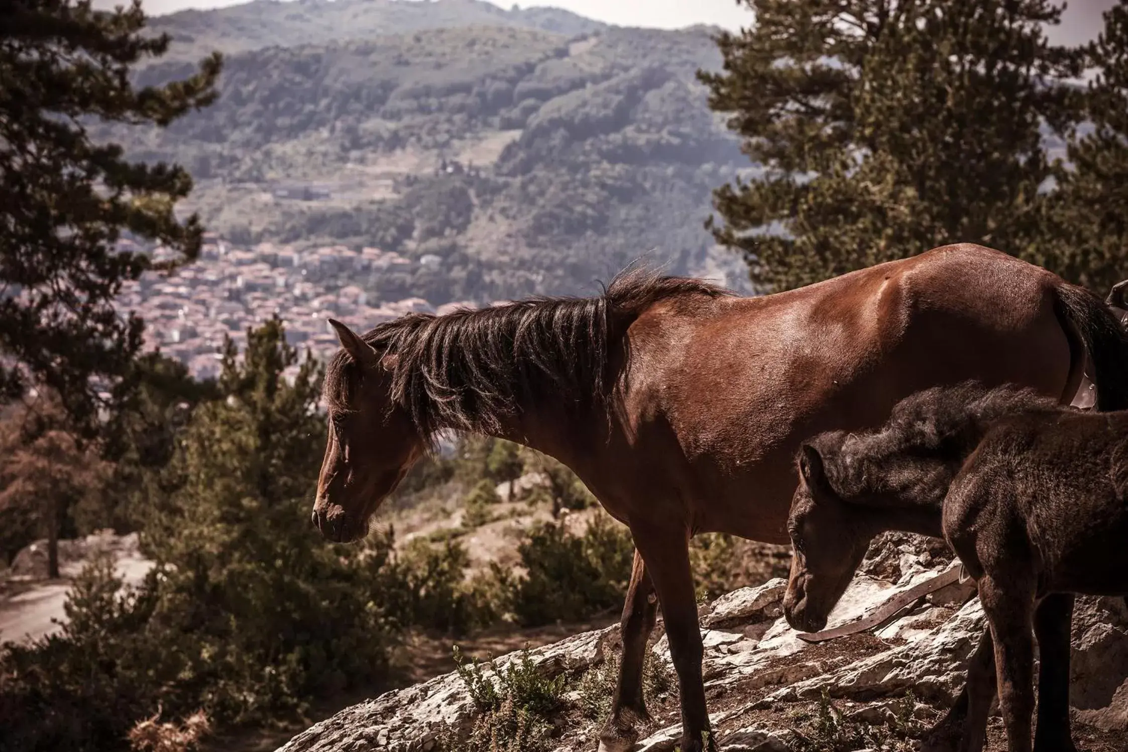 Animals, Other Animals in Grand Forest Metsovo - Small Luxury Hotels of the World