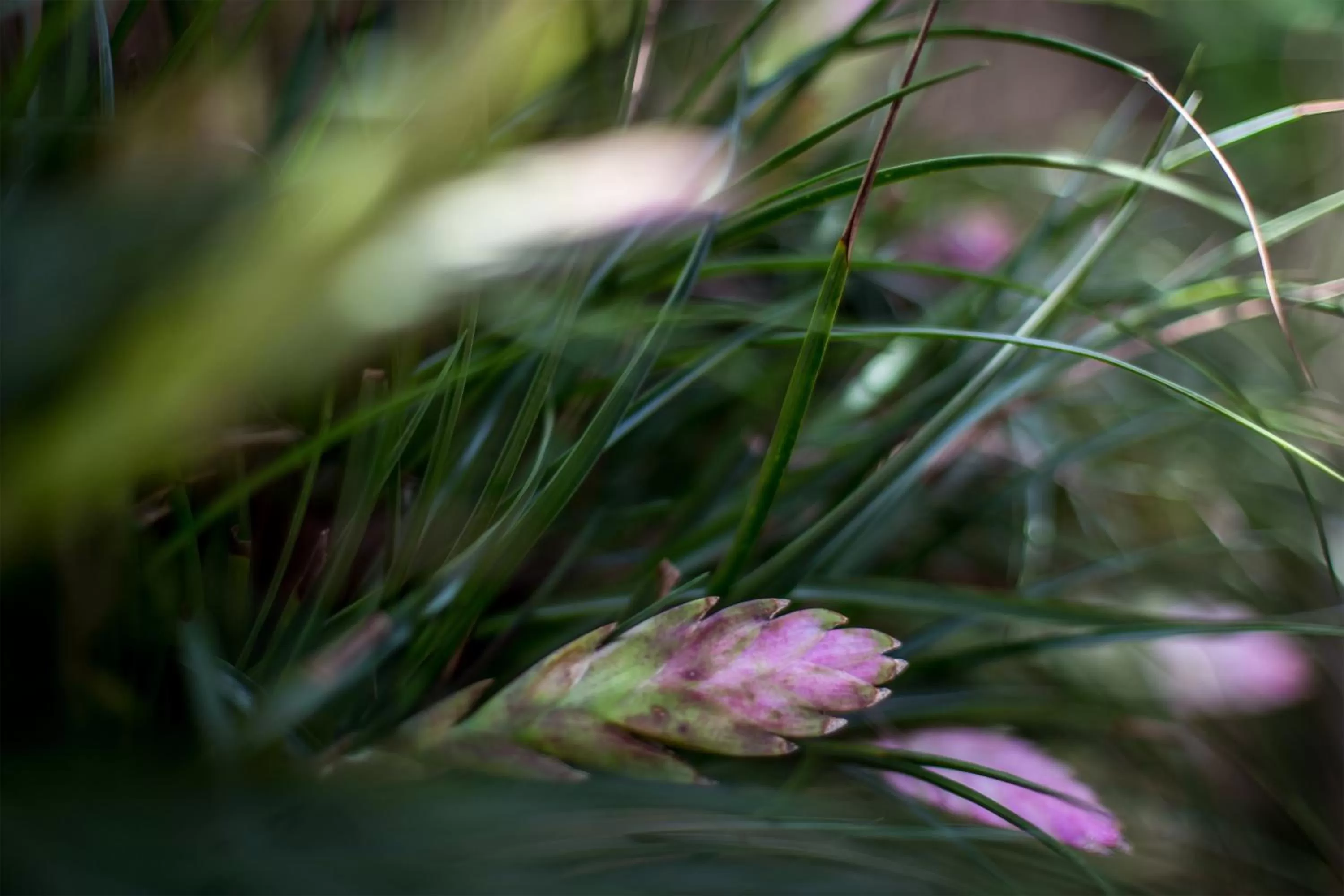 Garden in De Sarann Villa