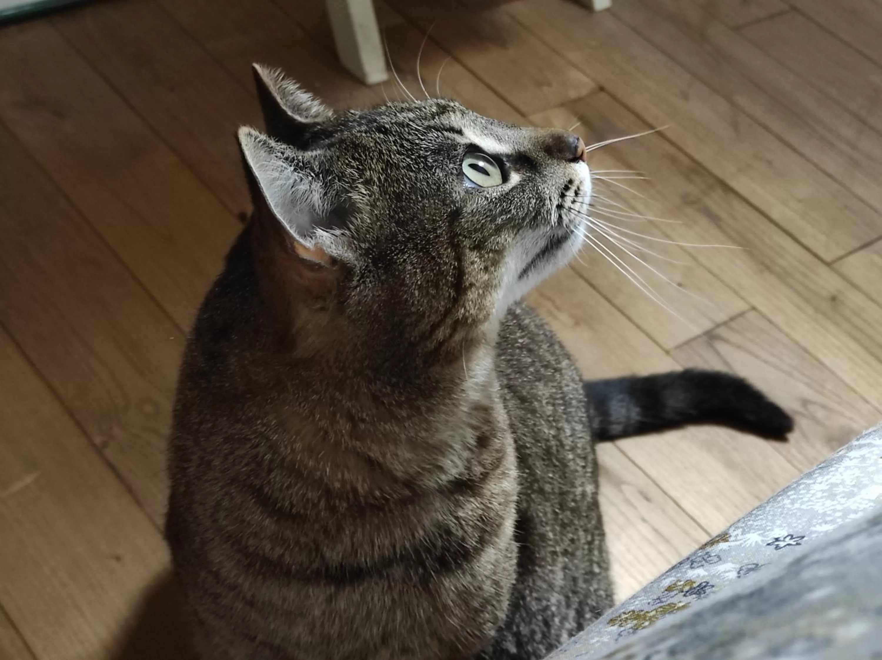 Pets in La ville es riez