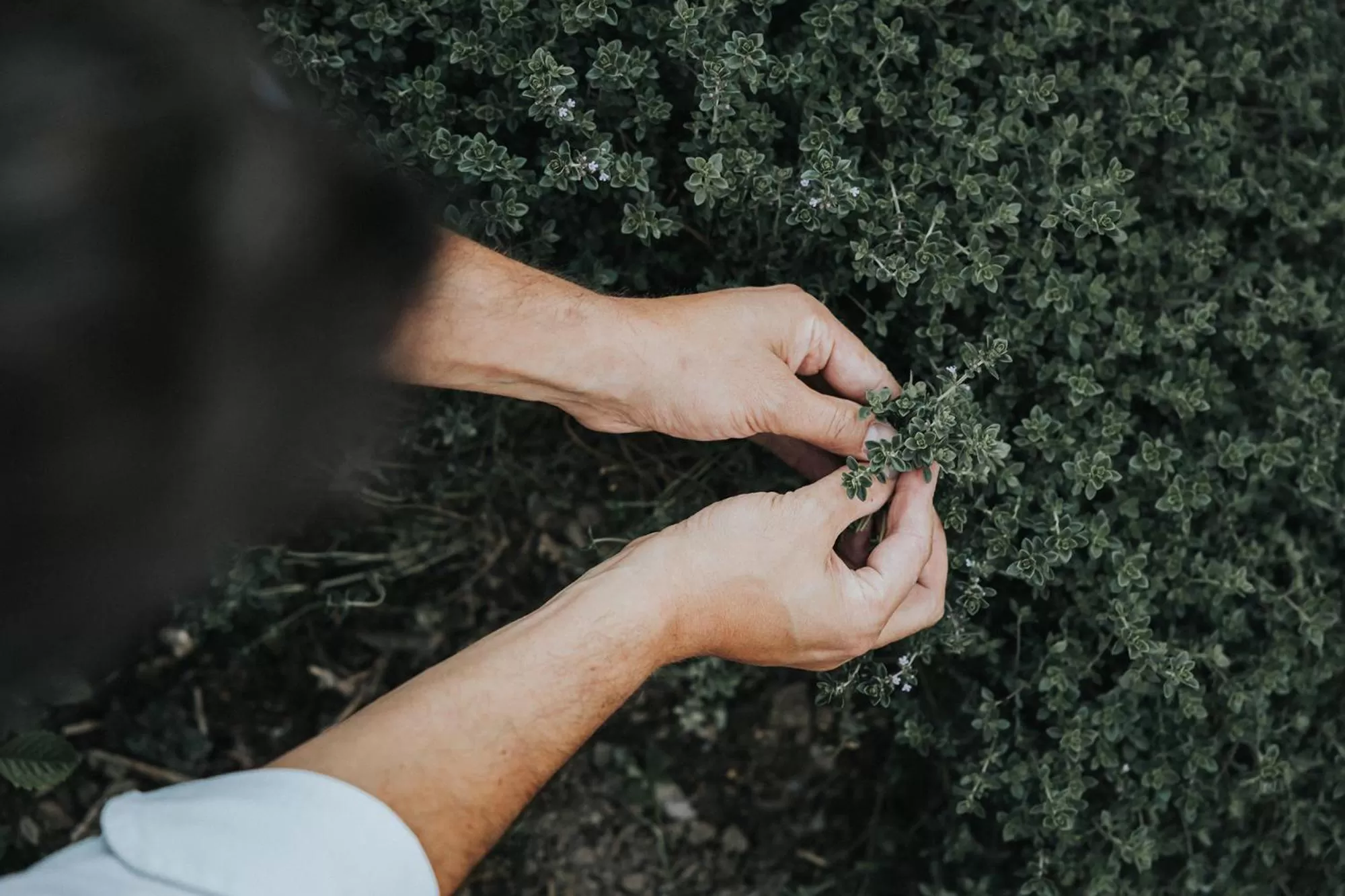 Garden in Hotel Silberfux