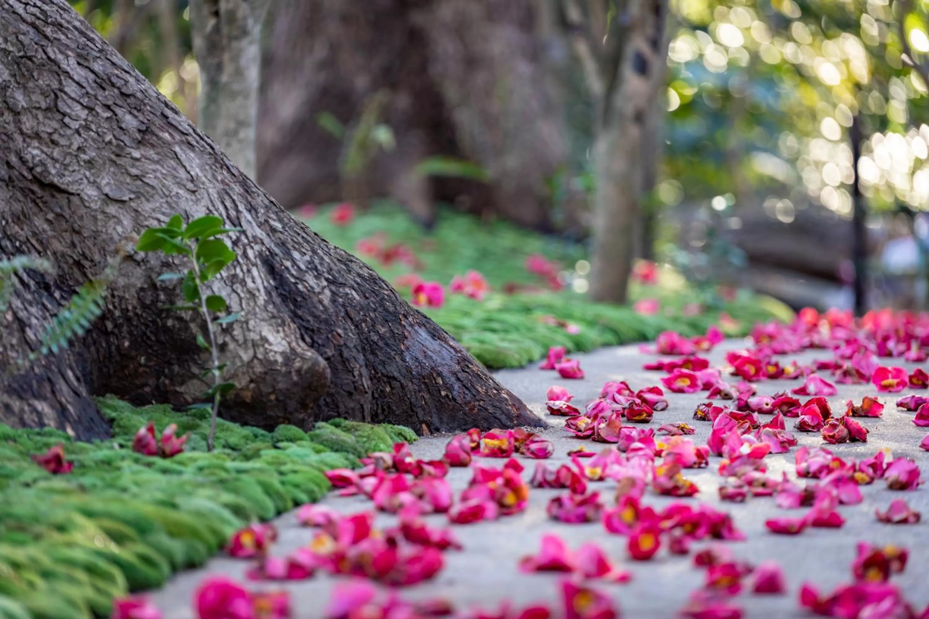 Garden in Hotel Chinzanso Tokyo