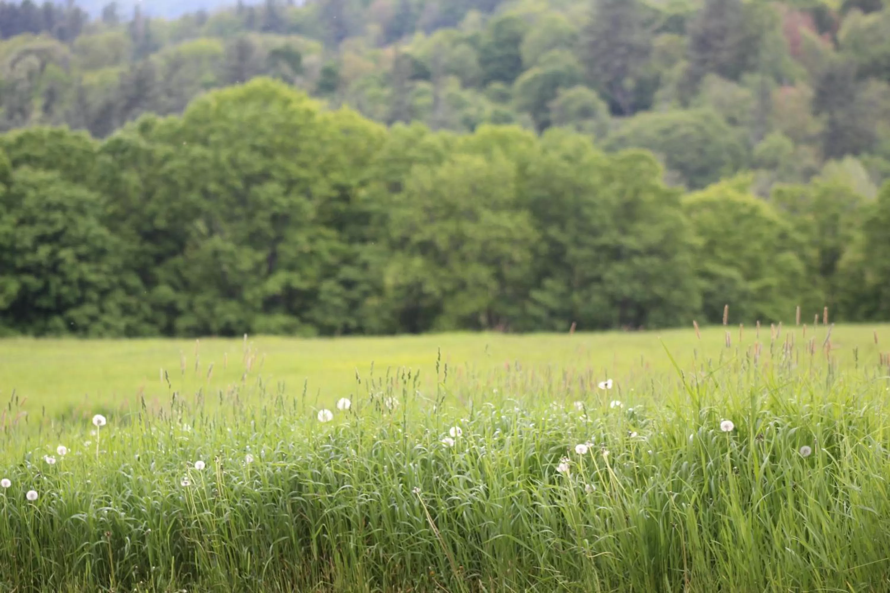 View (from property/room) in Four Columns Inn