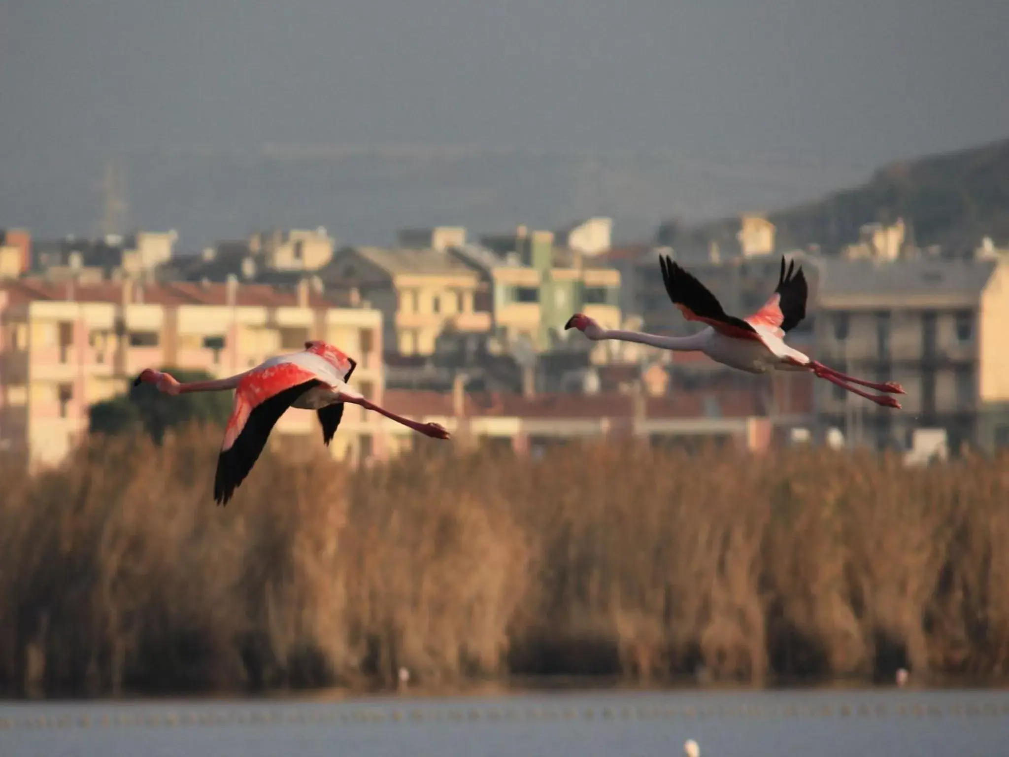 Nearby landmark, Other Animals in Best Western Hotel Residence Italia