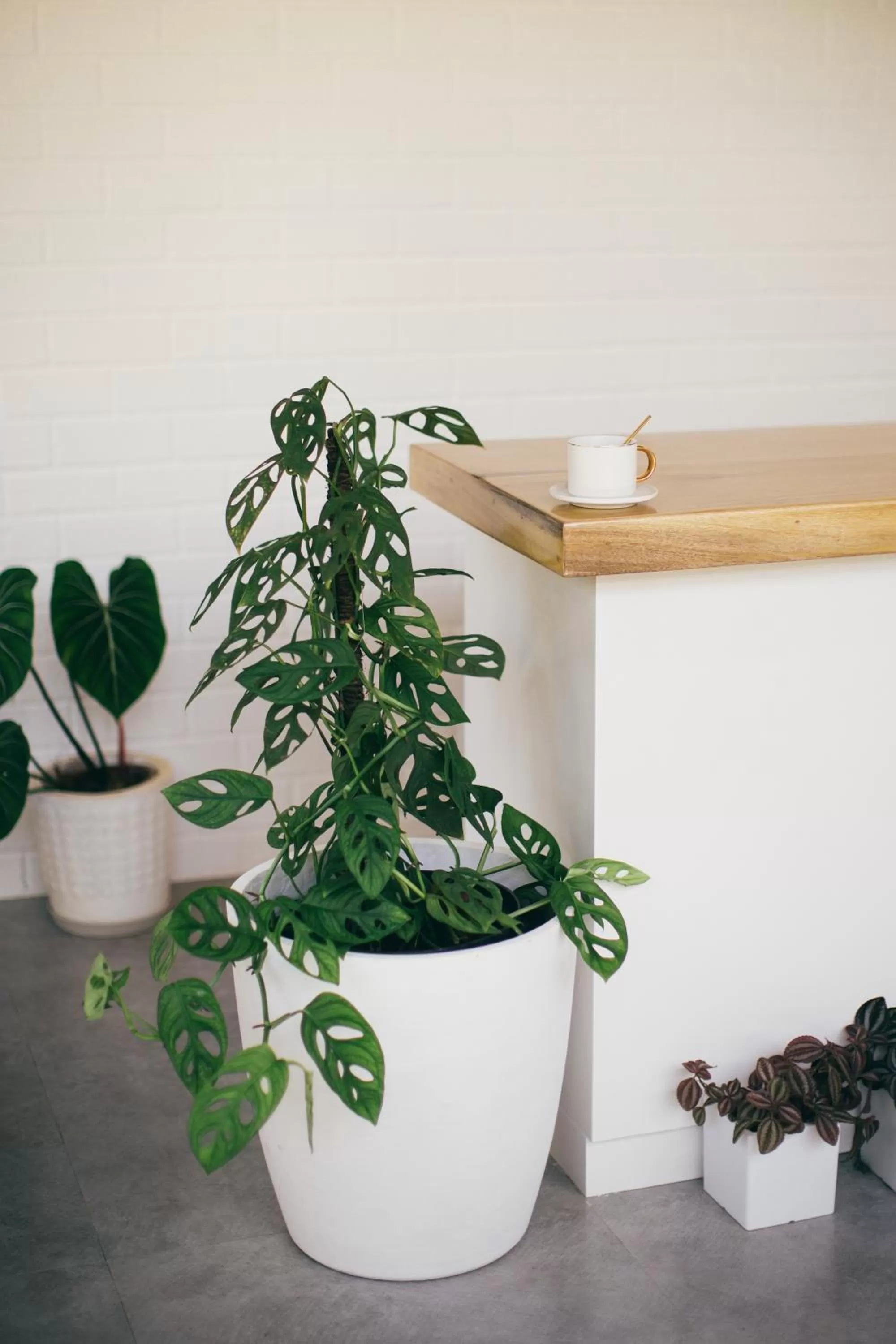 Coffee/tea facilities in Summer Days