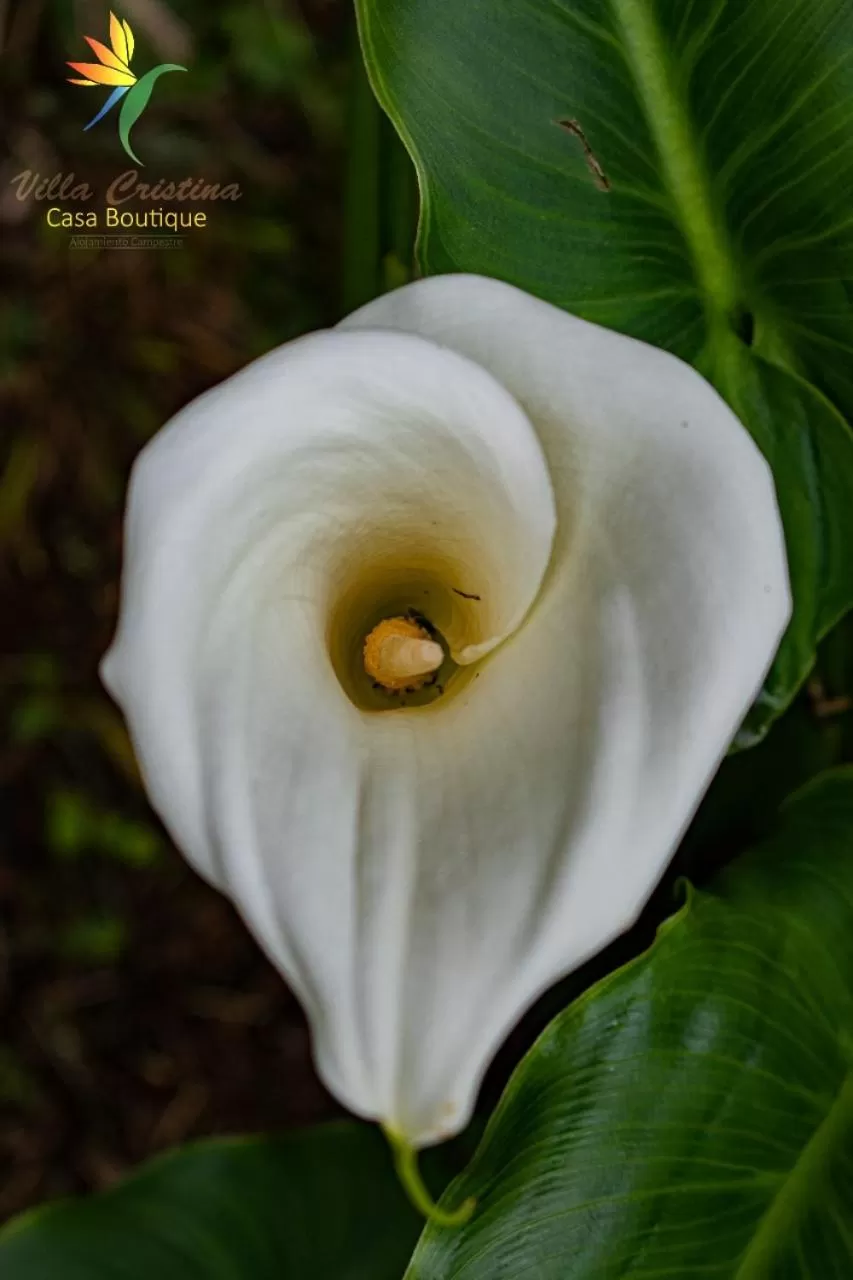 Natural landscape in Villa Cristina - Casa Boutique