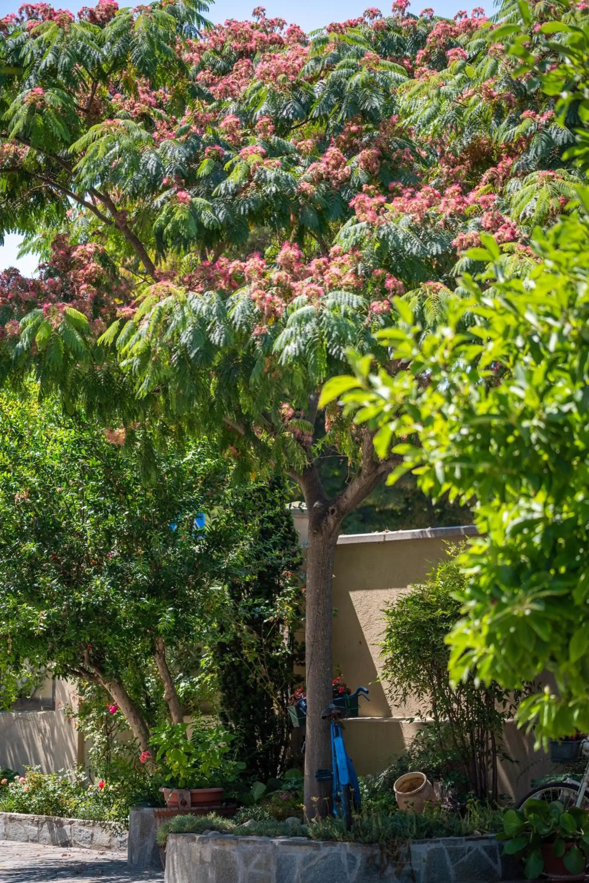 Garden in Villa Mery