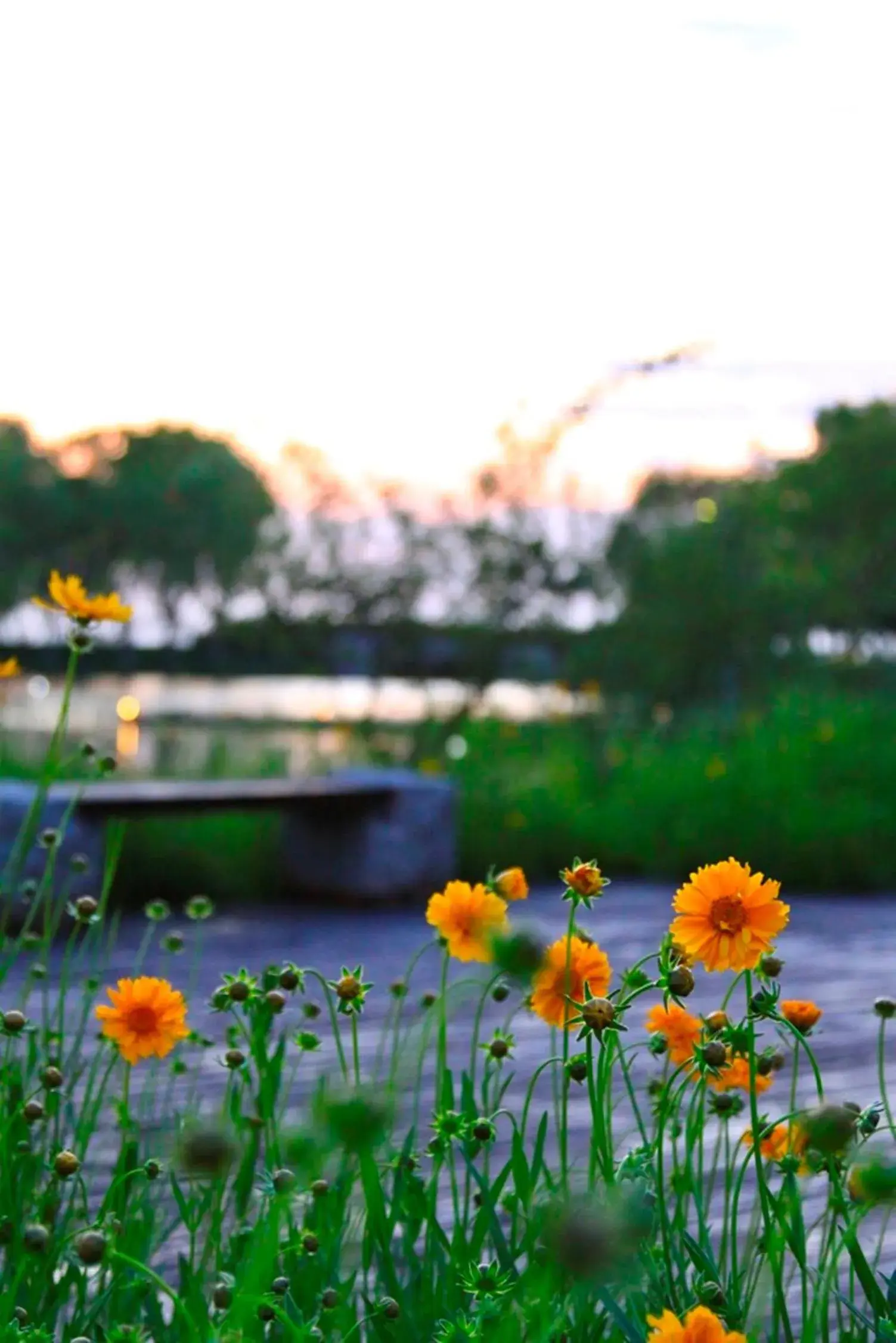 Summer in Fairmont Yangcheng Lake Kunshan