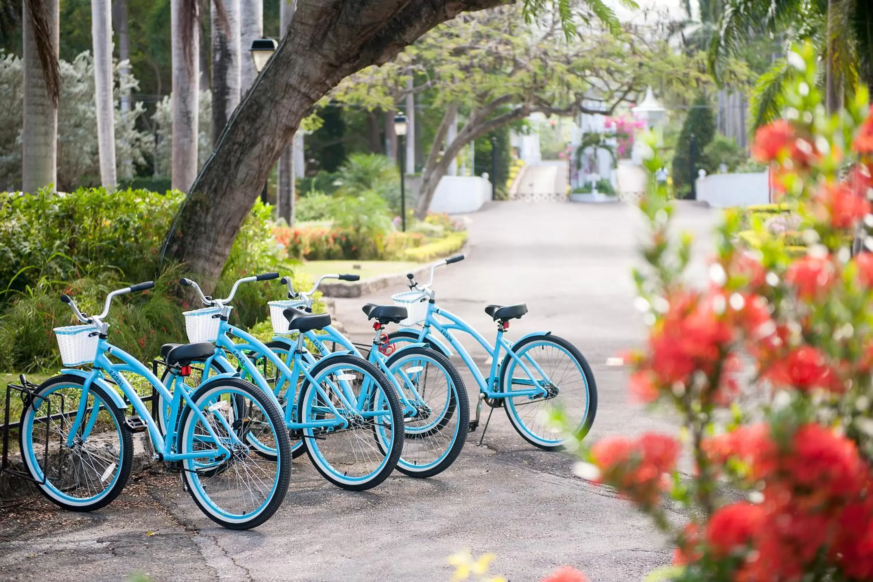 Cycling in Half Moon