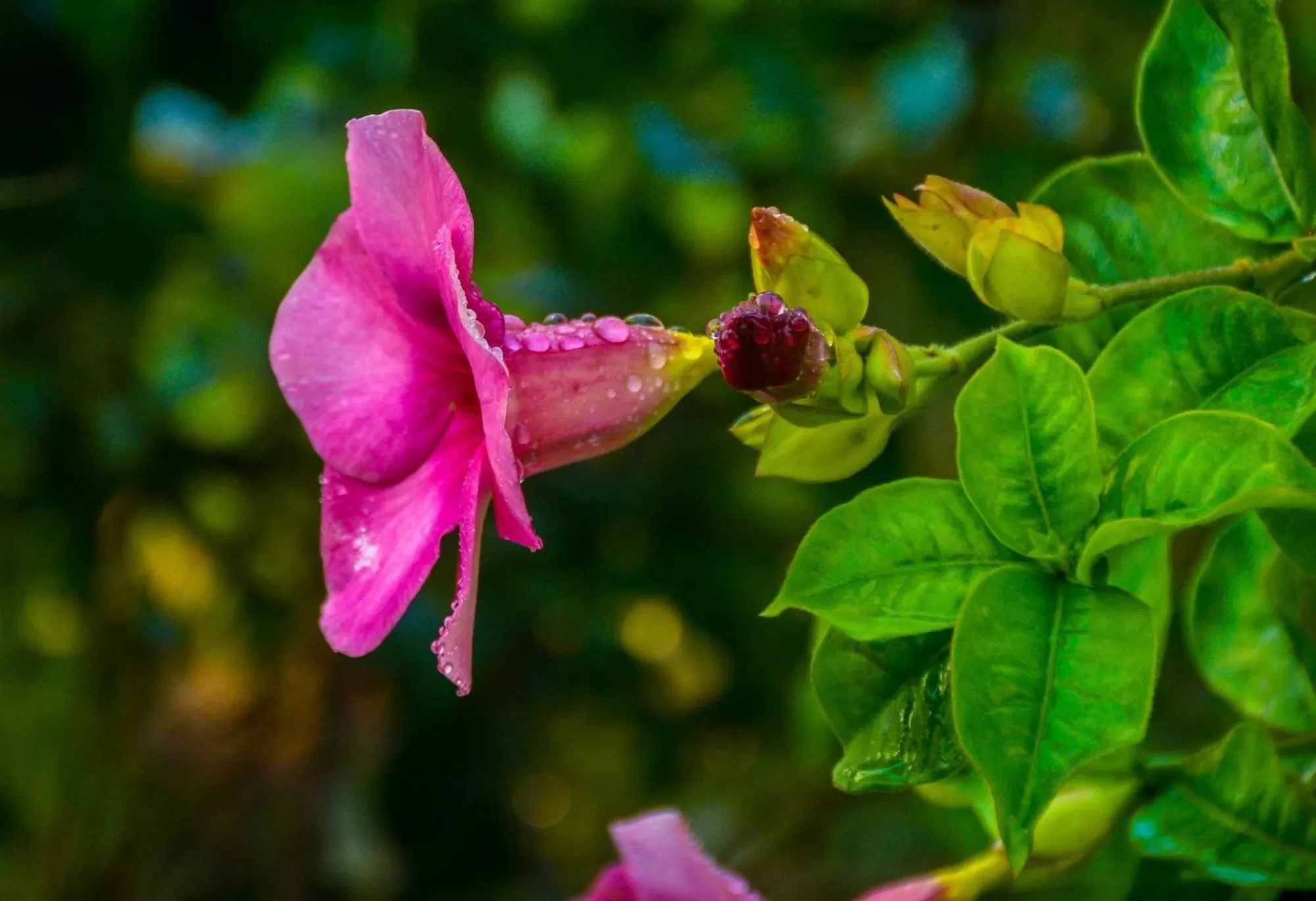 Garden in Elegant Hotel